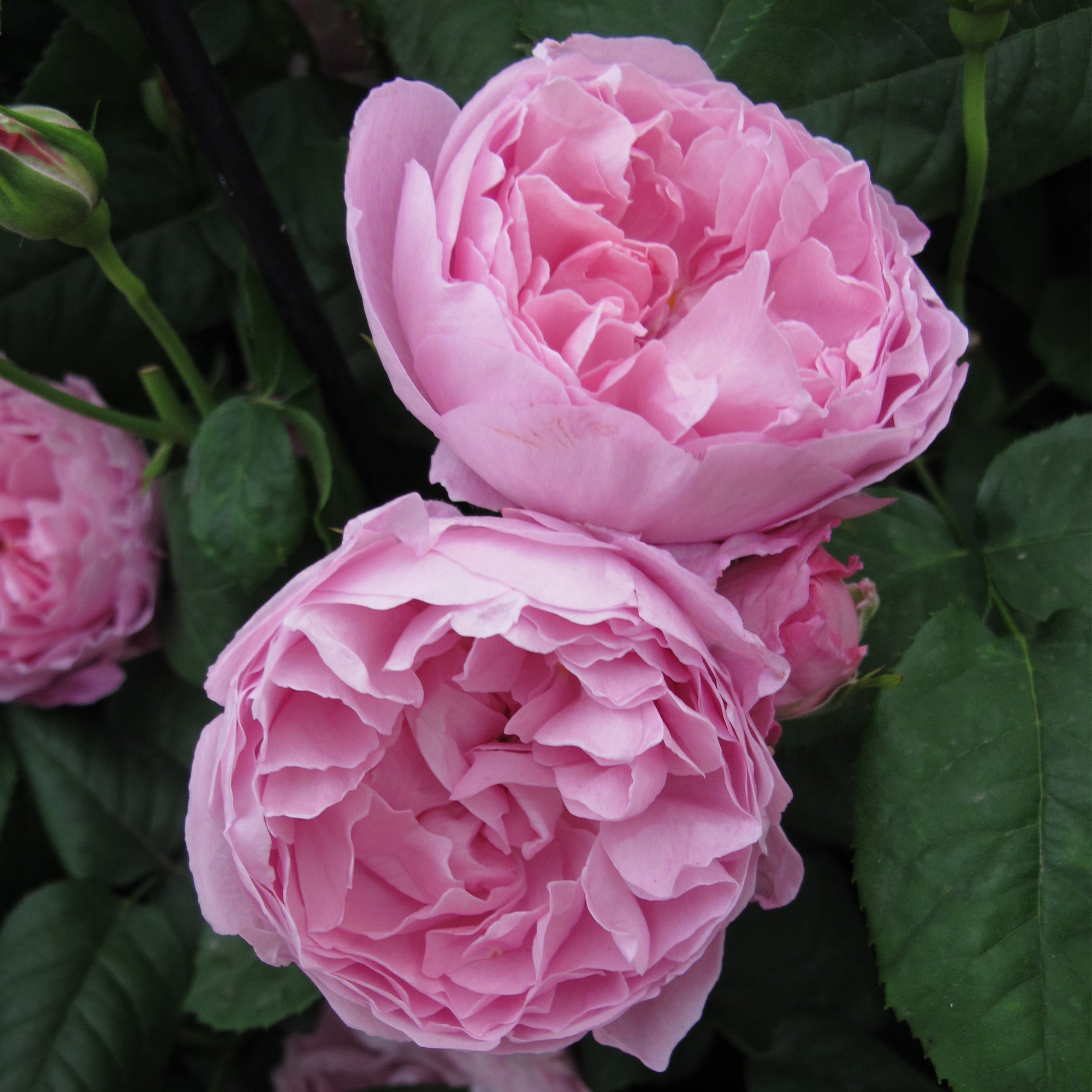 Mary Rose | English Shrub Rose | David Austin Roses