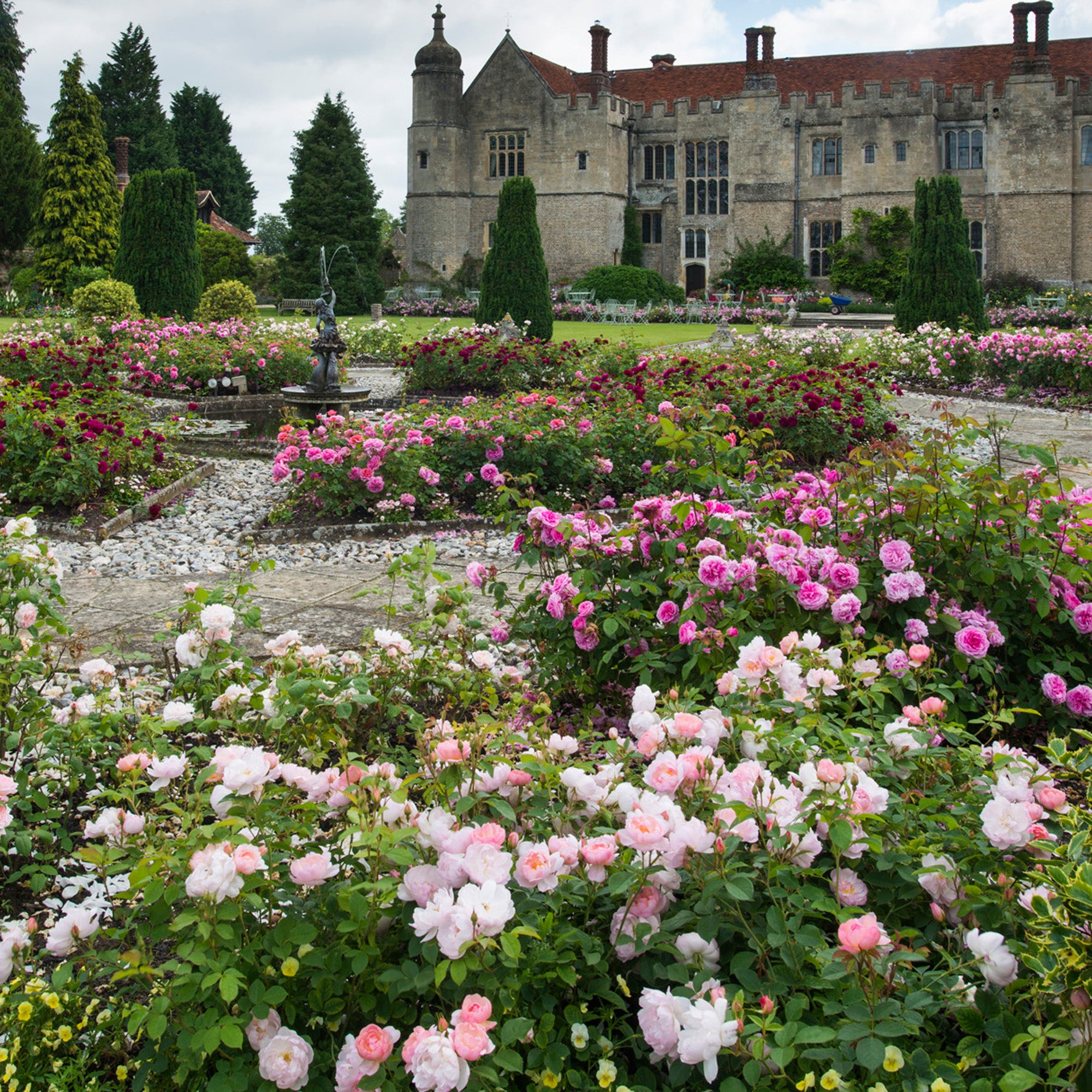 Scarborough Fair (Ausoran) | English Shrub Rose | David Austin Roses