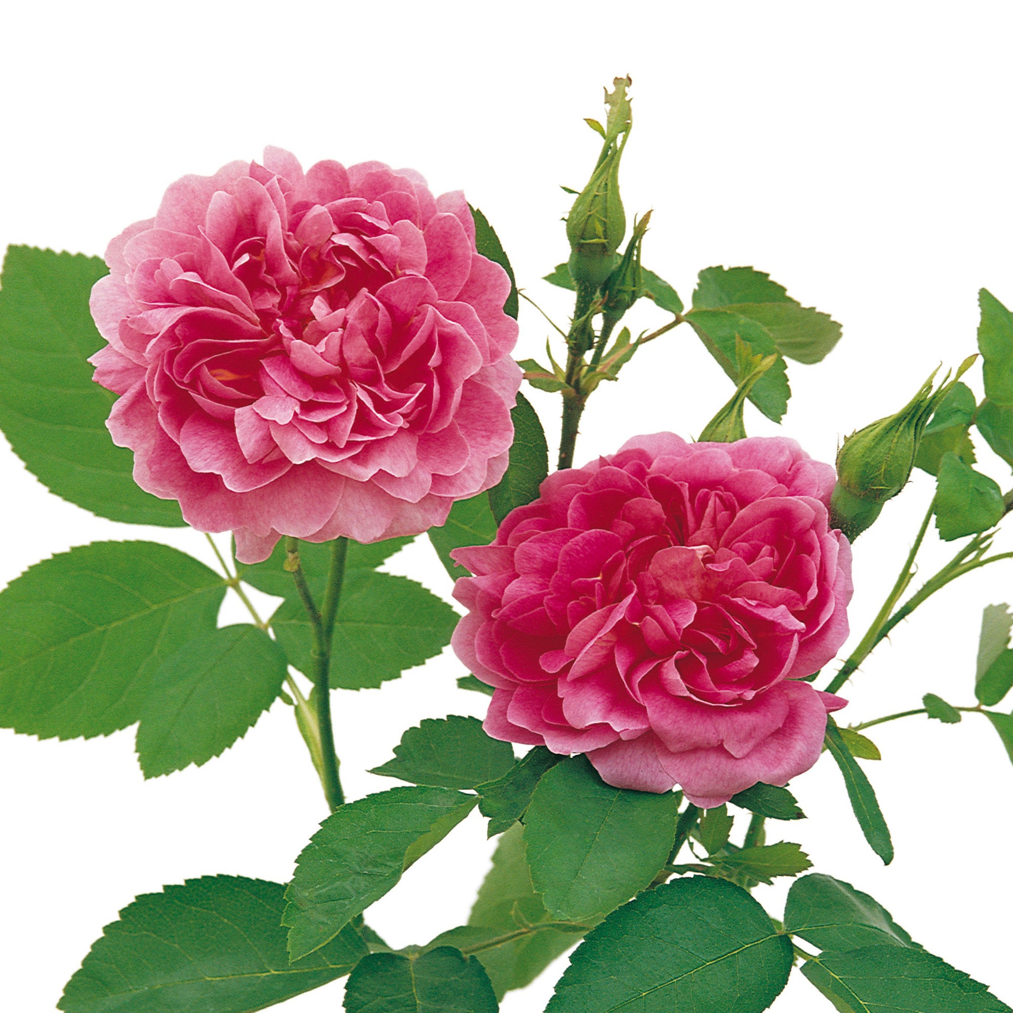 The Countryman (Ausman) | English Shrub Rose | David Austin Roses