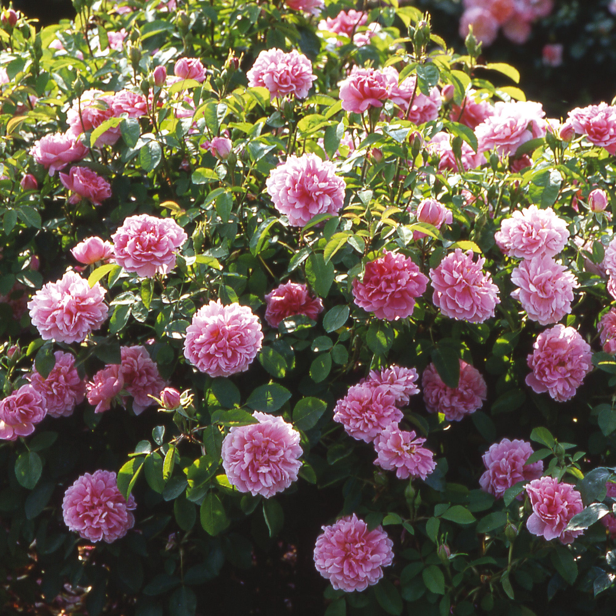 The Countryman (Ausman) | English Shrub Rose | David Austin Roses