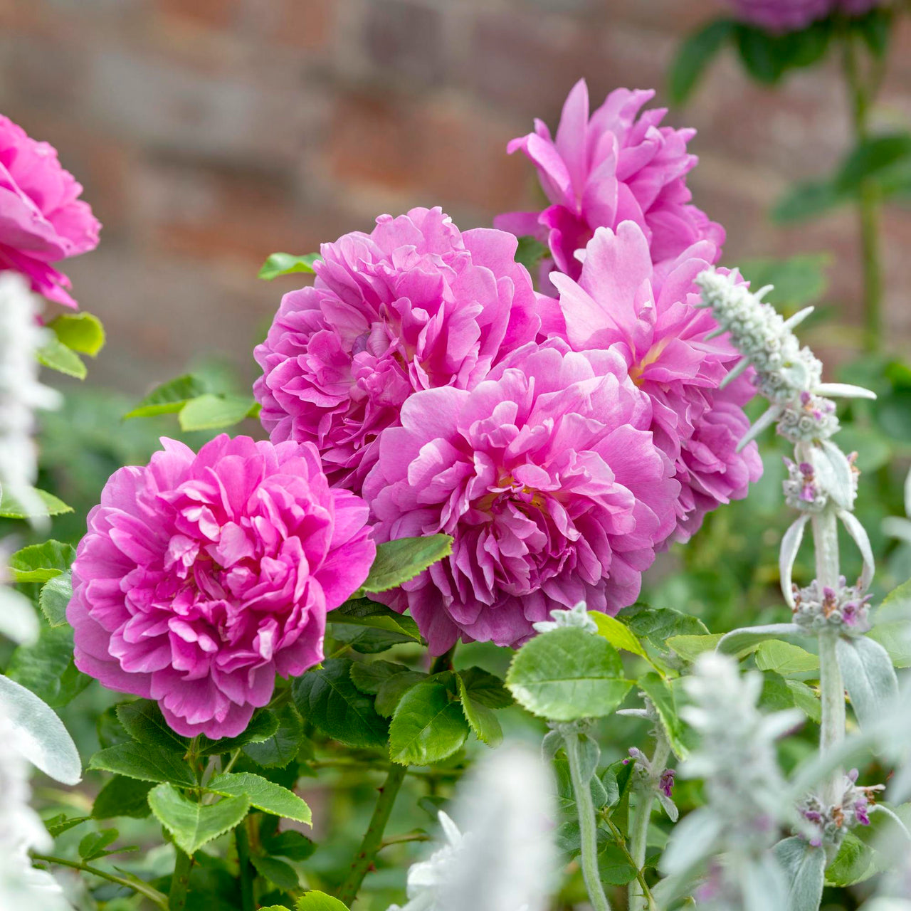 Roses Suitable for Zones 6 to 7 - David Austin Roses
