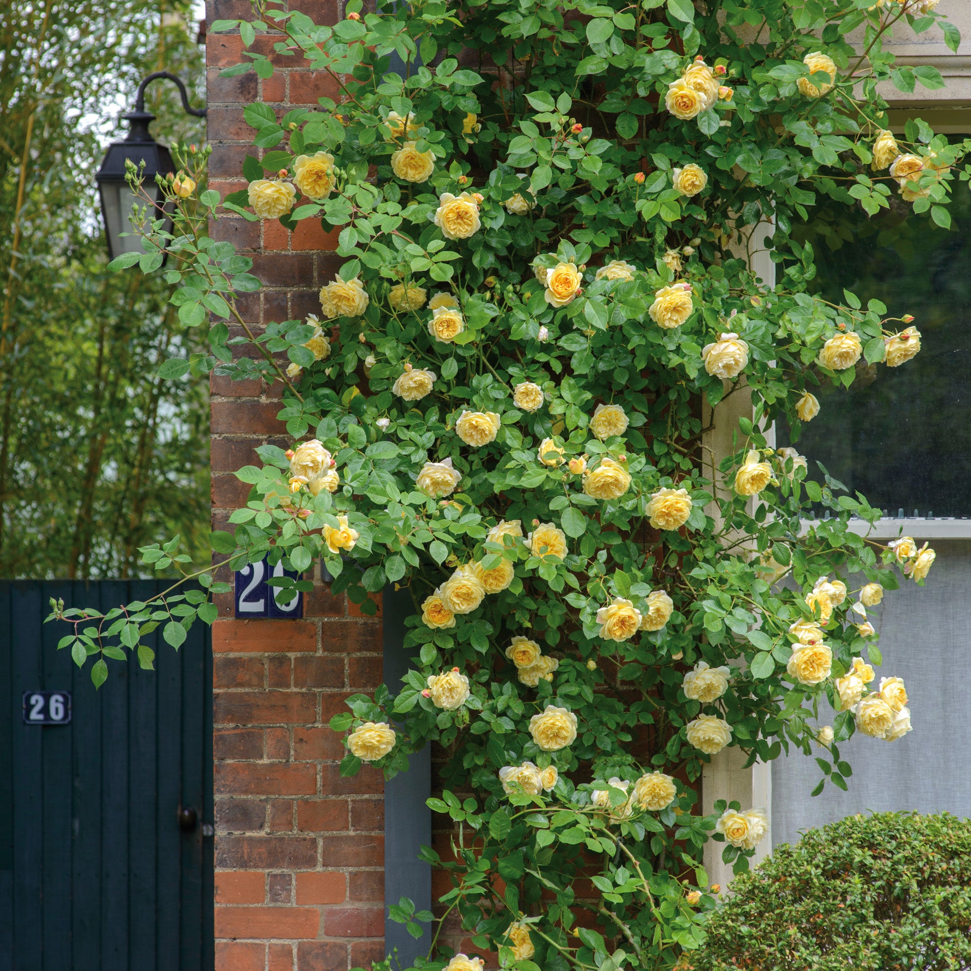 David Austin Roses Teasing Georgia - Thumbnail 3