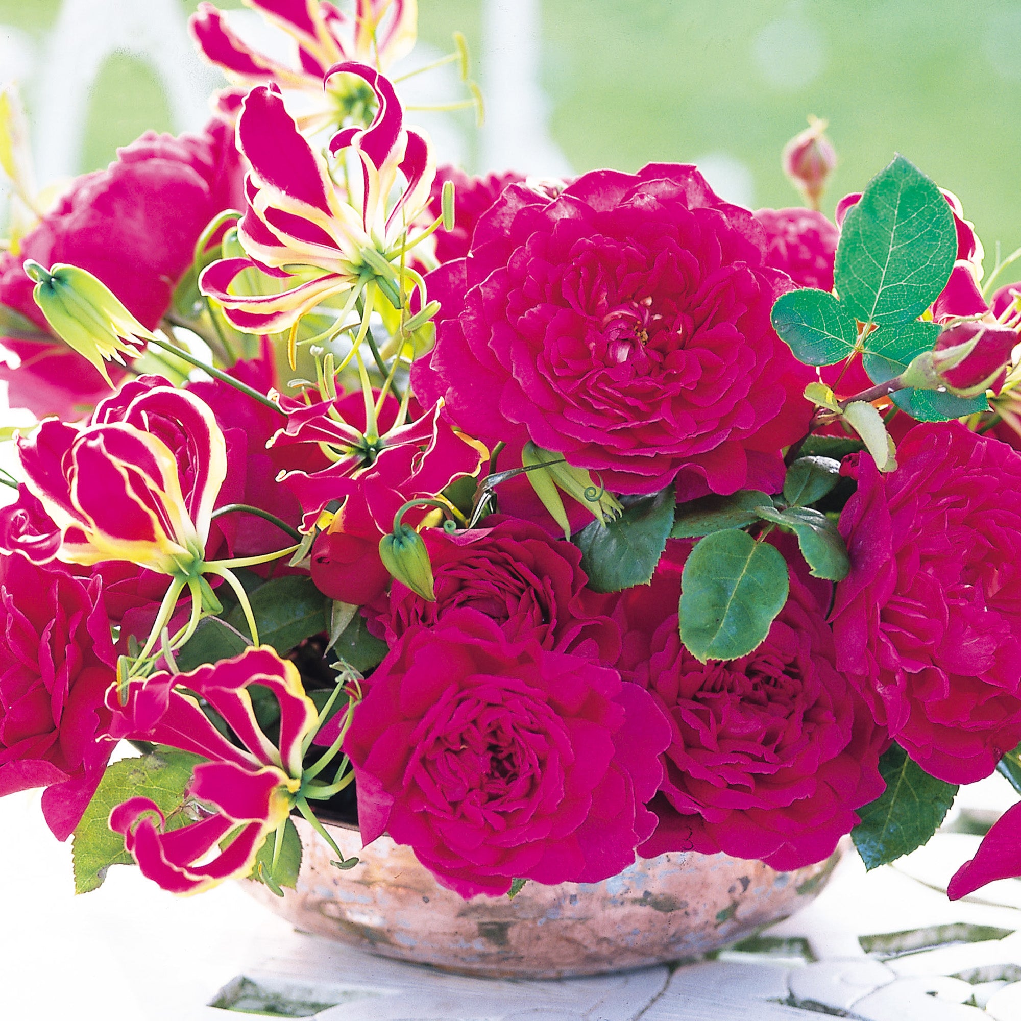 Sophy’s Rose - Thumbnail 2