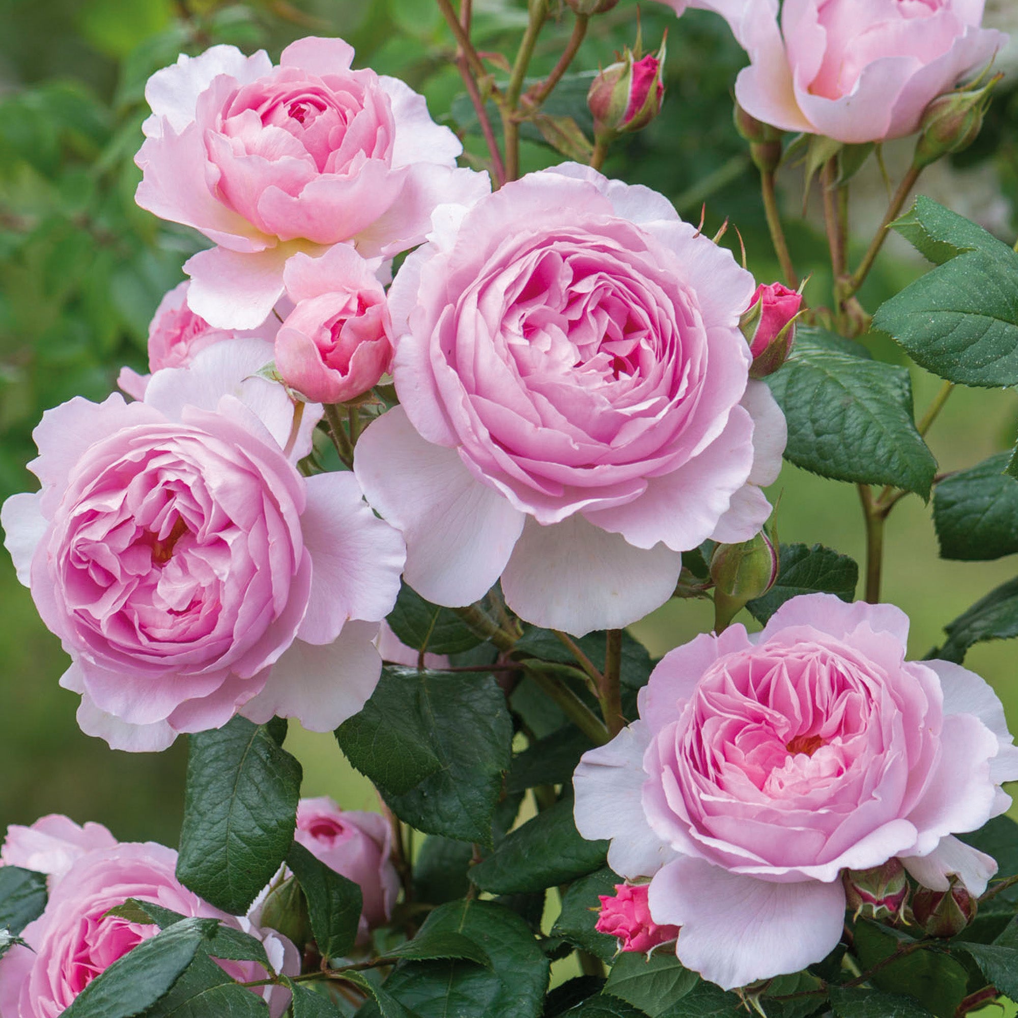 Mariner Rose Mariner Rose