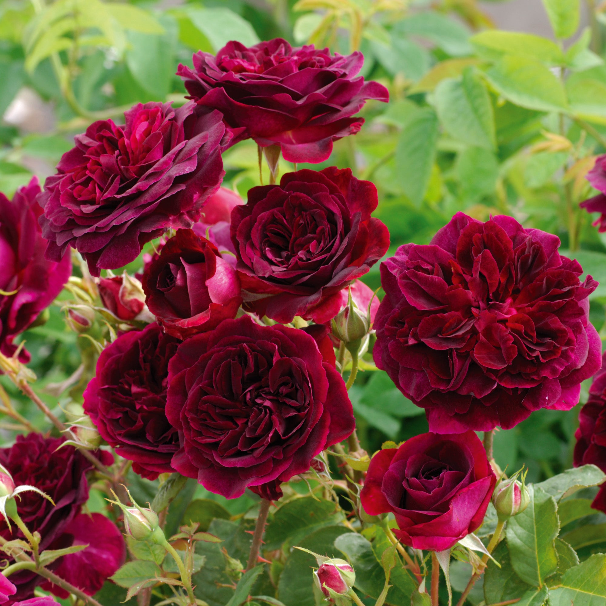 David Austin Roses Munstead Wood - Thumbnail 2