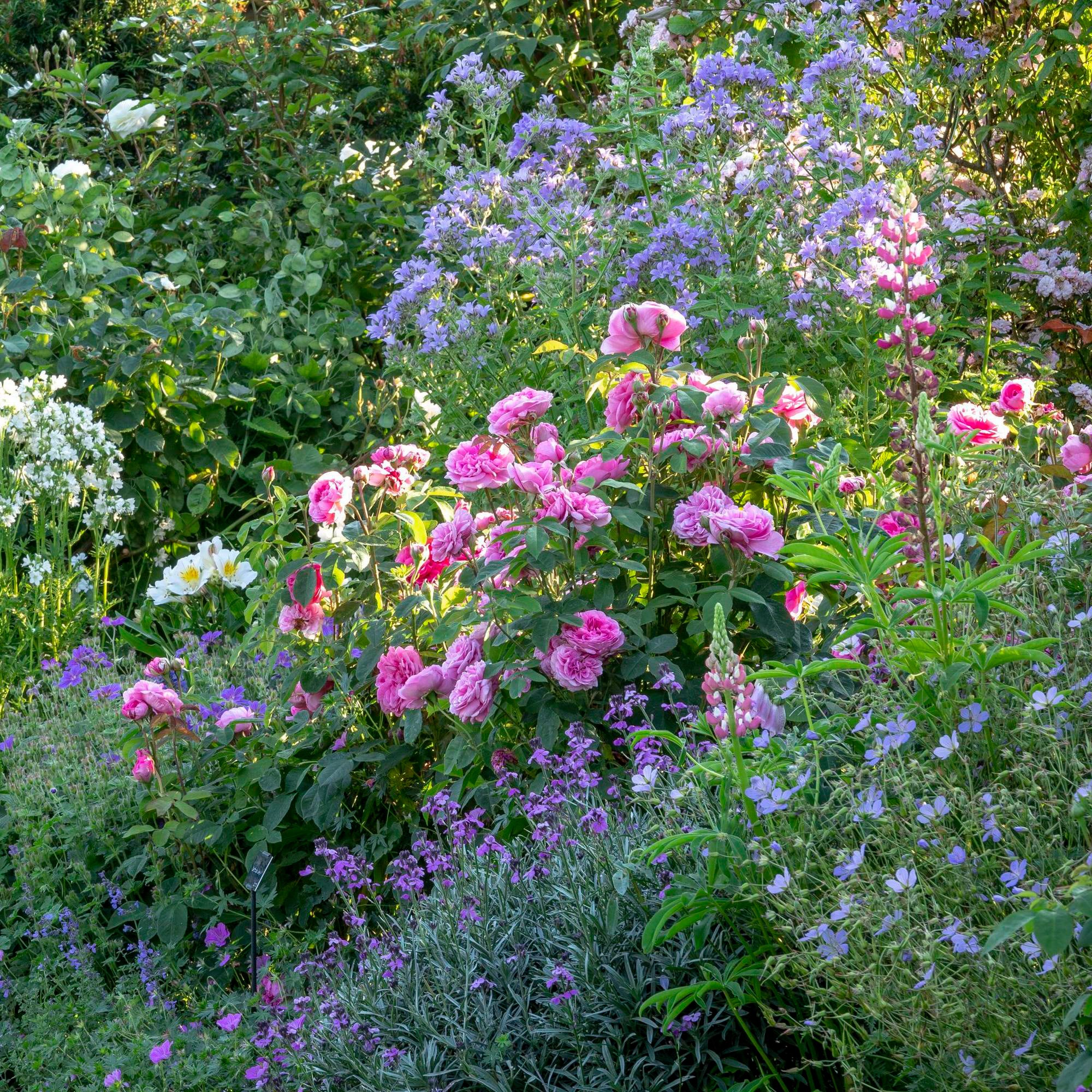 Gertrude Jekyll®