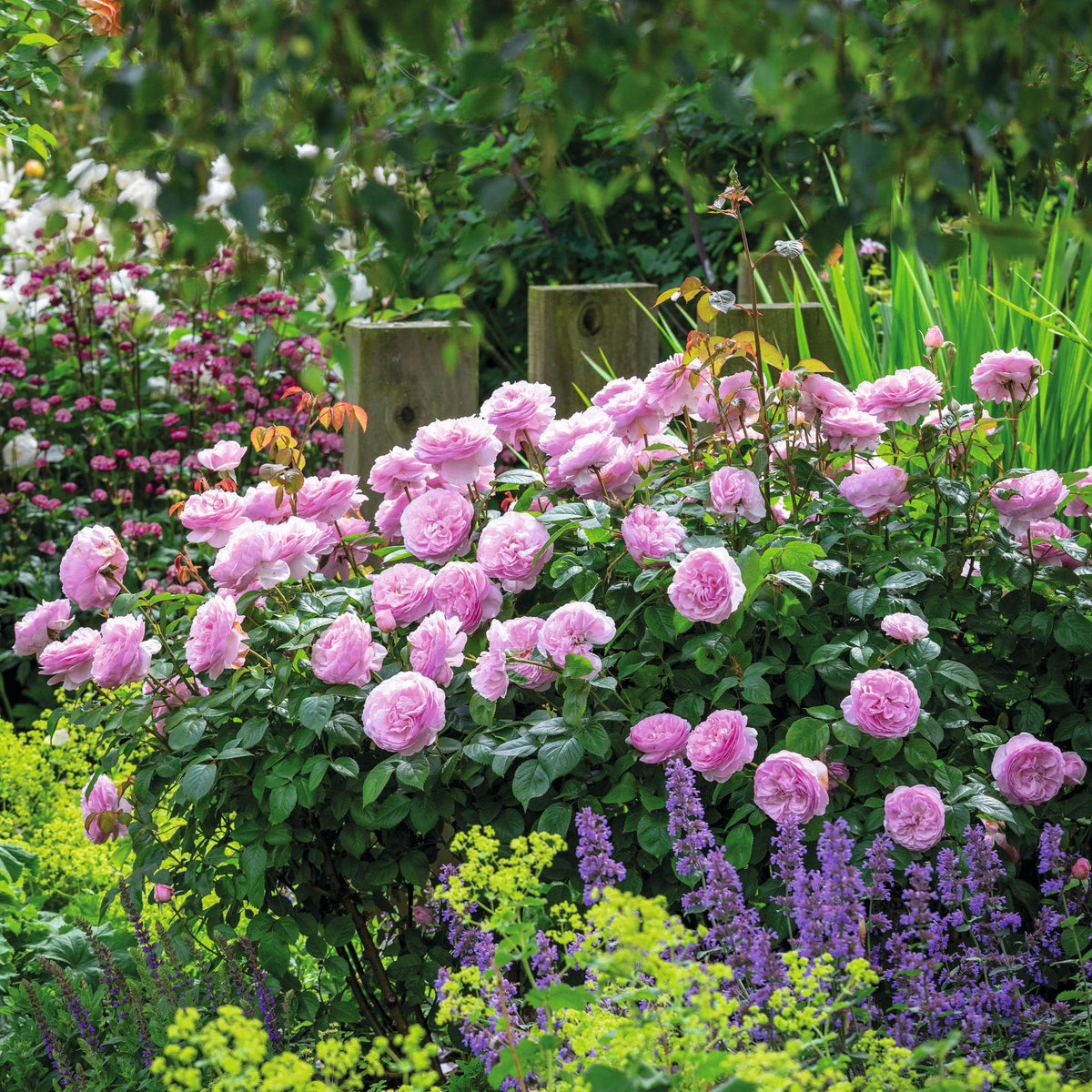 Olivia Rose Austin (Ausmixture) | English Shrub Rose | David Austin Roses