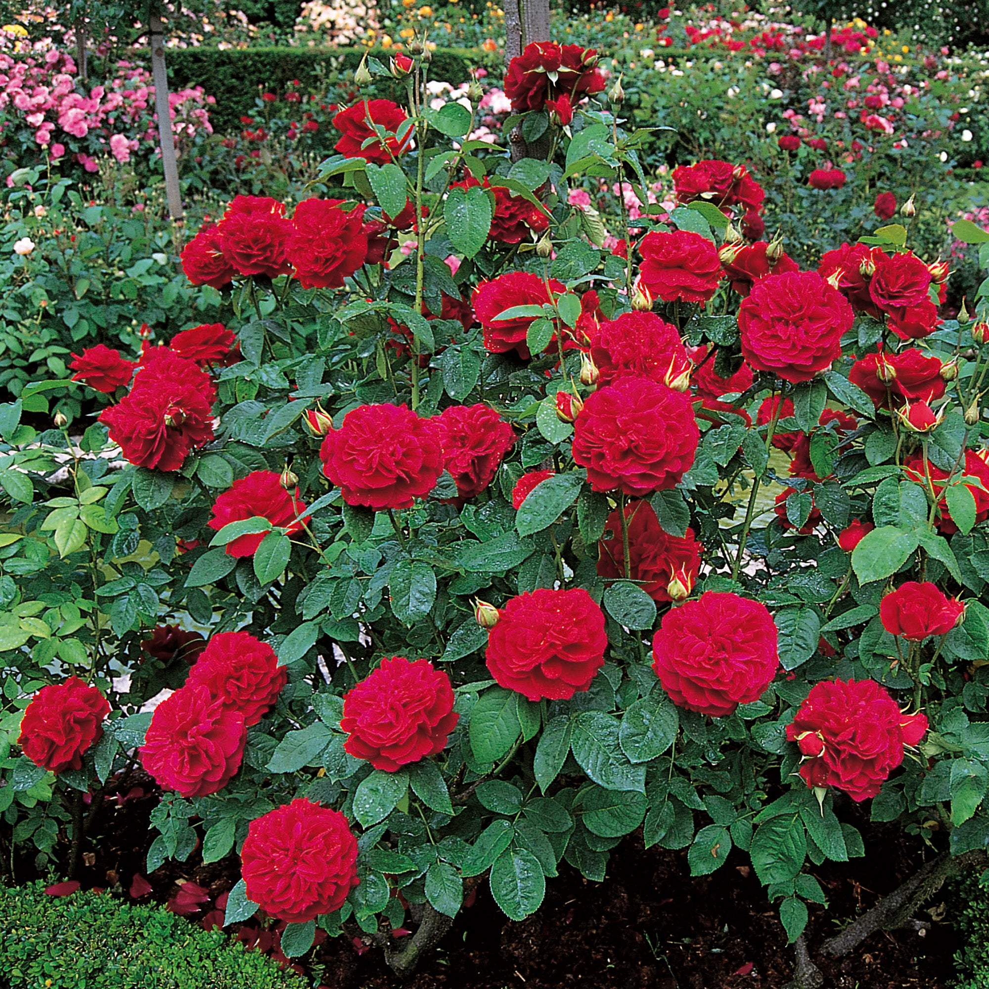 L. D. Braithwaite (Auscrim) | English Shrub Rose | David Austin Roses