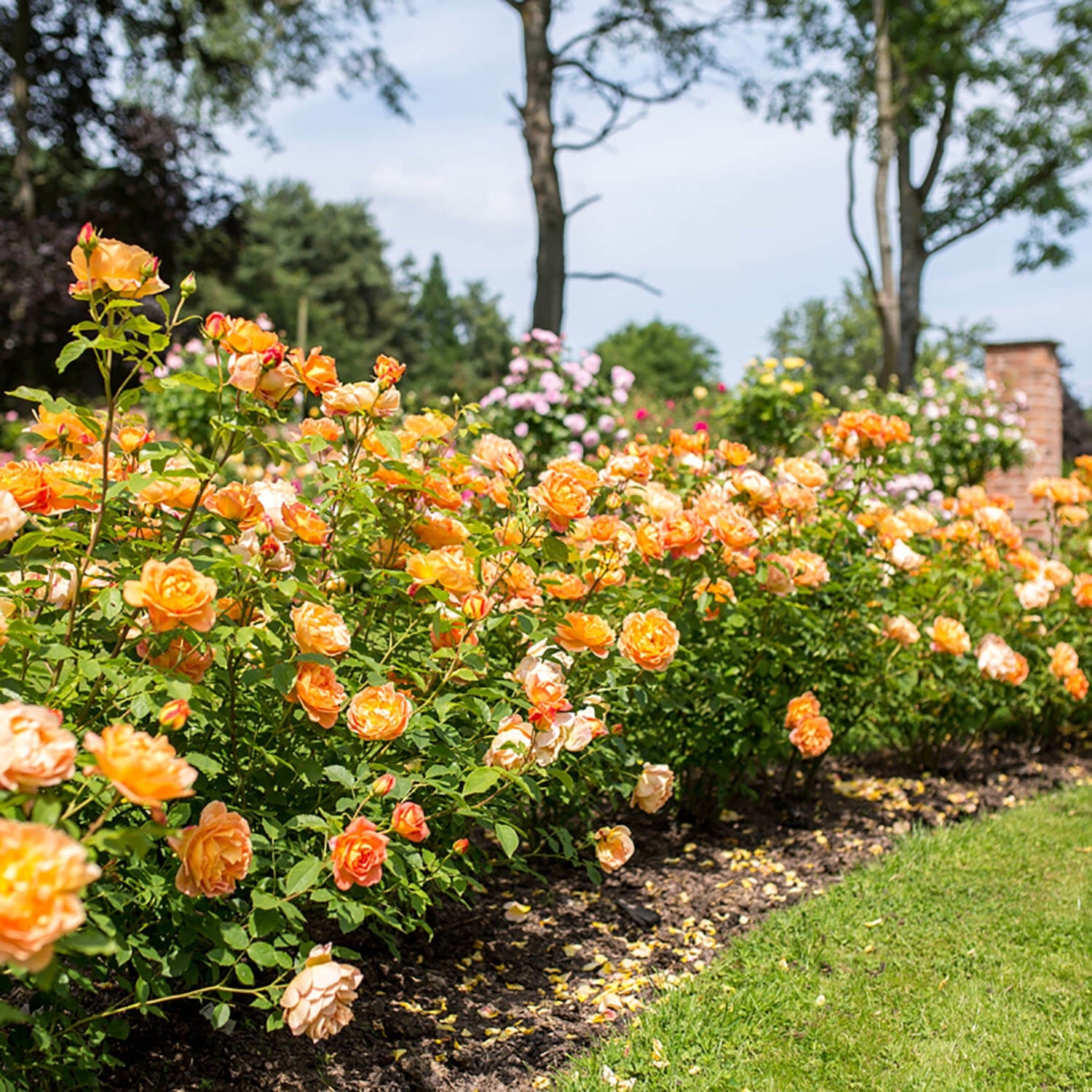 Lady of Shalott Hedging Bundle - Tall Hedge