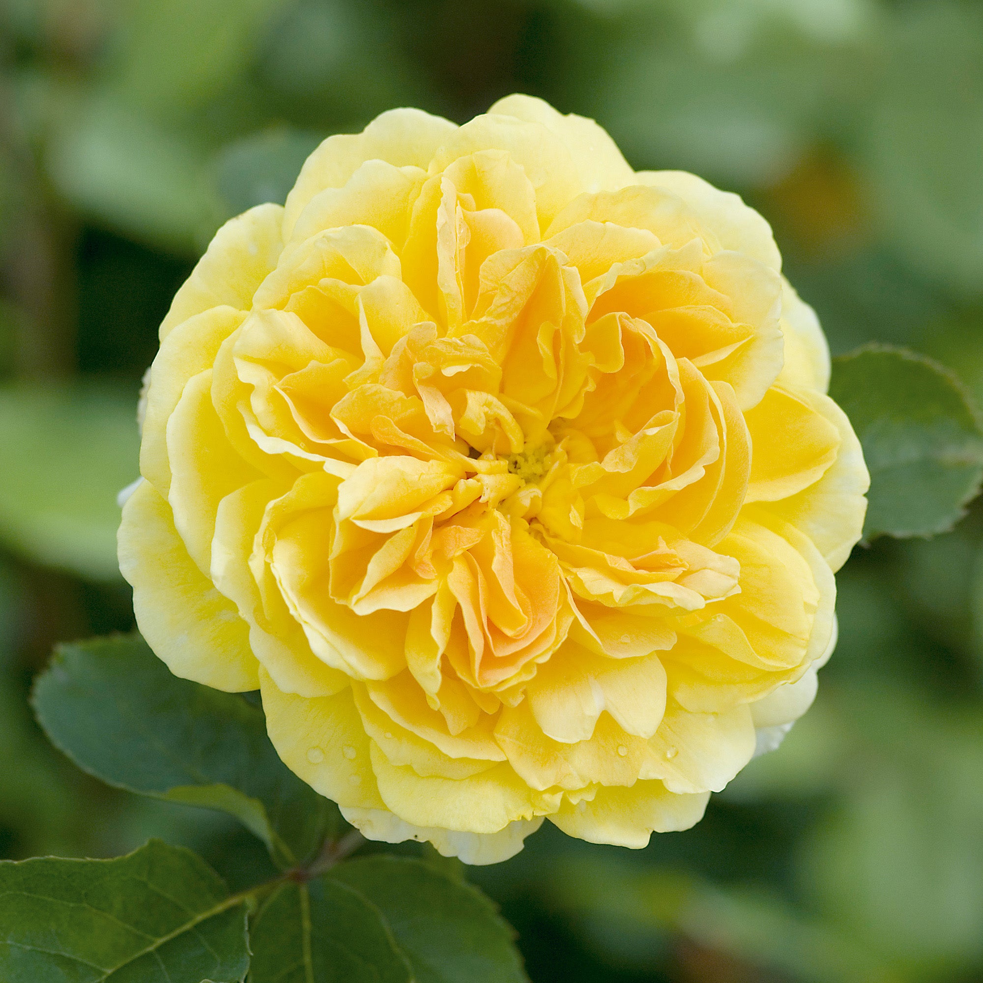 David Austin Roses Molineux