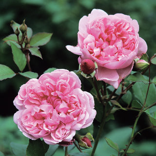 Sister Elizabeth (Auspalette) | English Shrub Rose | David Austin Roses