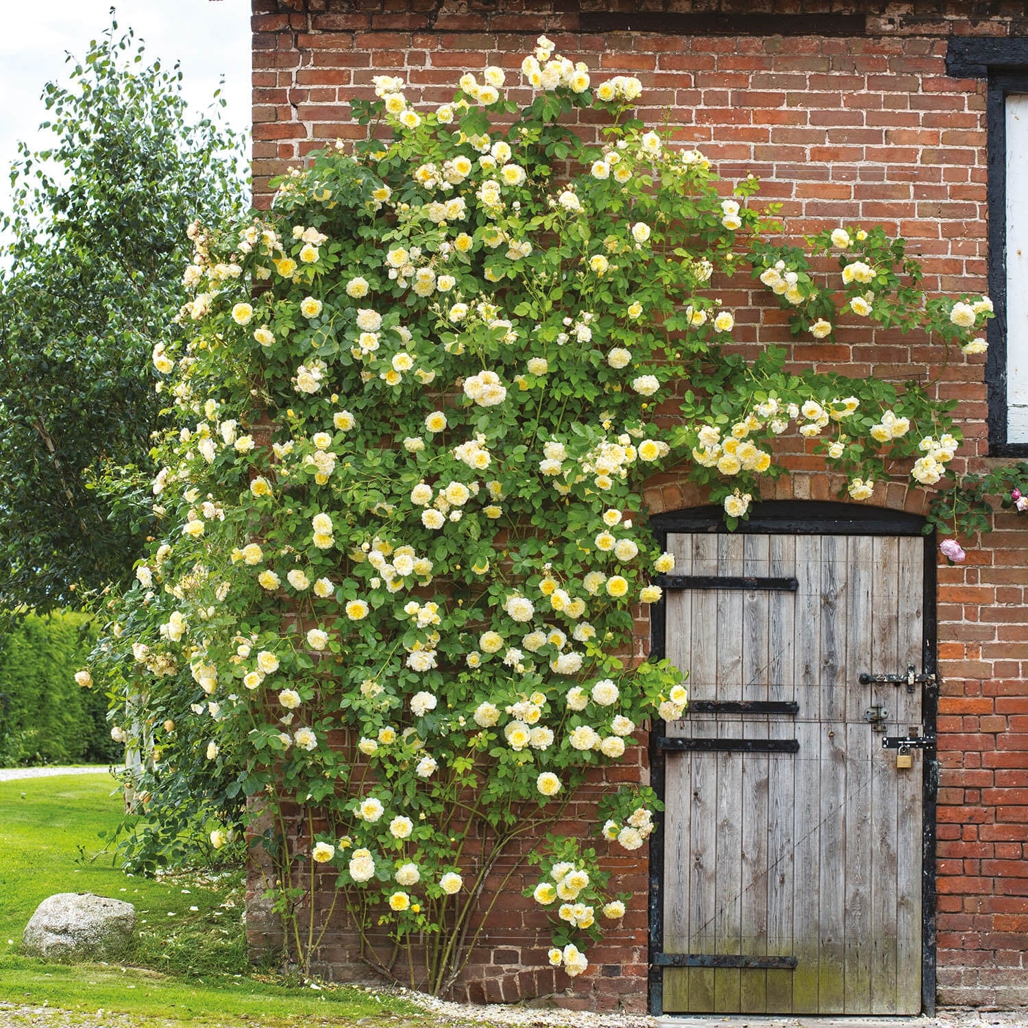David Austin Roses The Pilgrim - Thumbnail 5