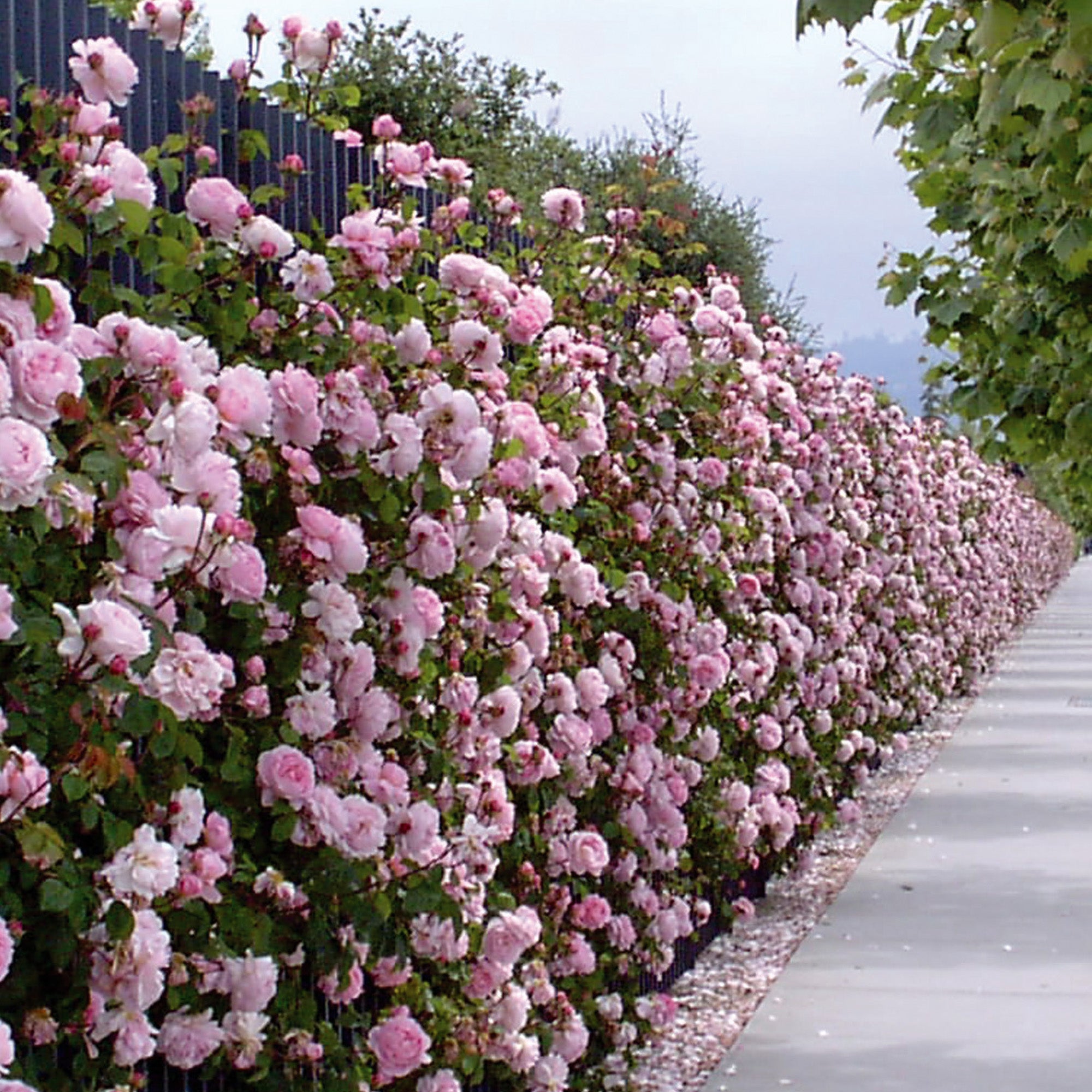 英国コンスタンスプライオーナメント Constance Spry (Ausfirst) | English Climbing Rose | David Austin Roses