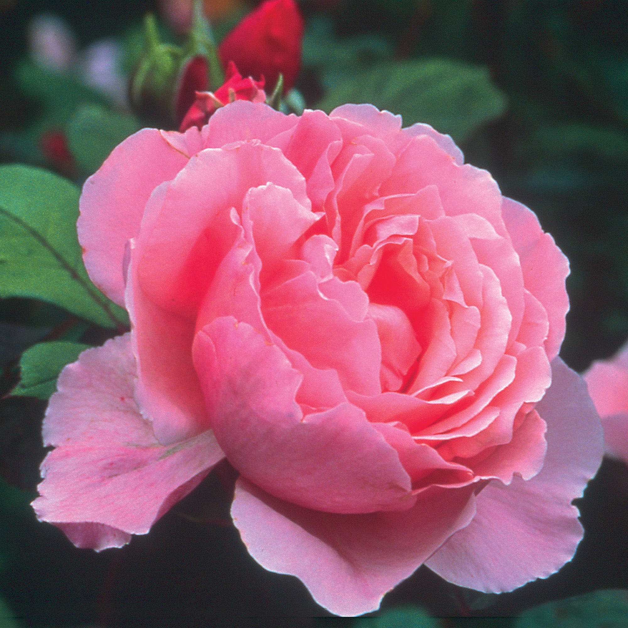 Brother Cadfael (Ausglobe) | English Shrub Rose | David Austin Roses