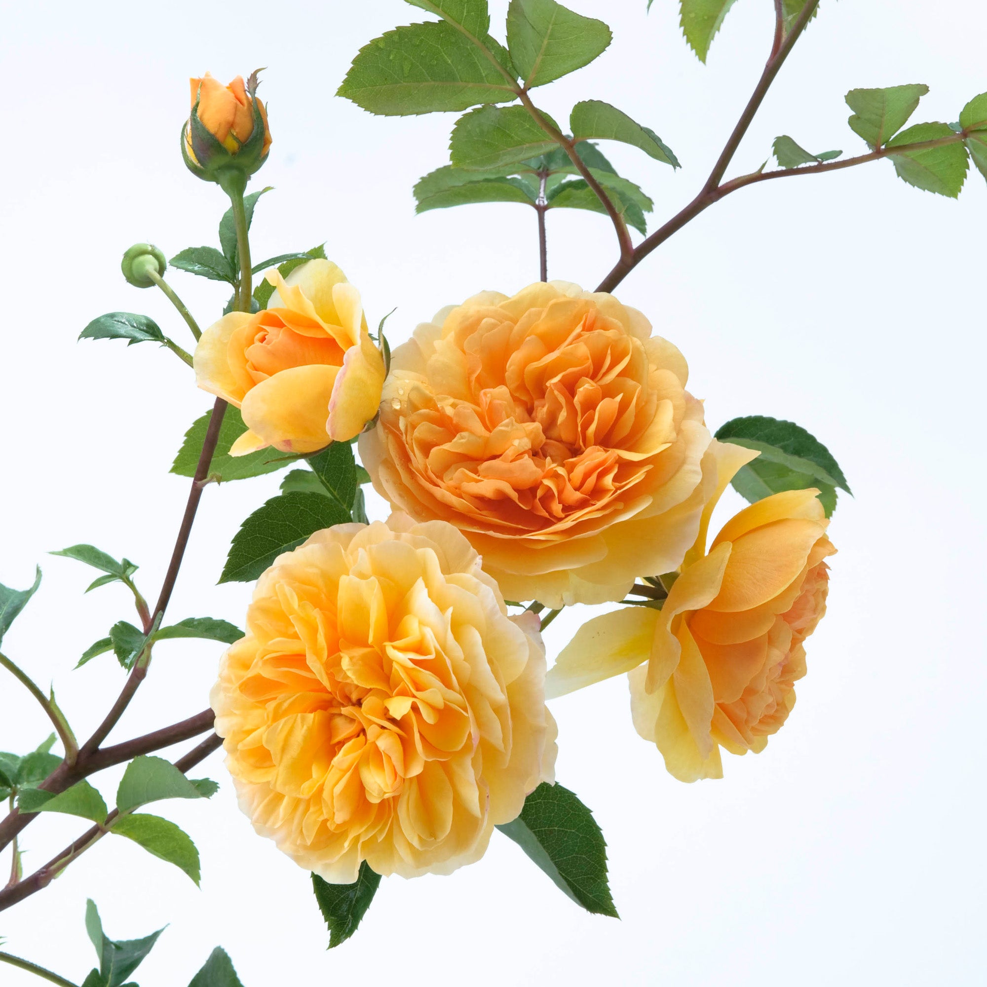 Port Sunlight - Thumbnail 3