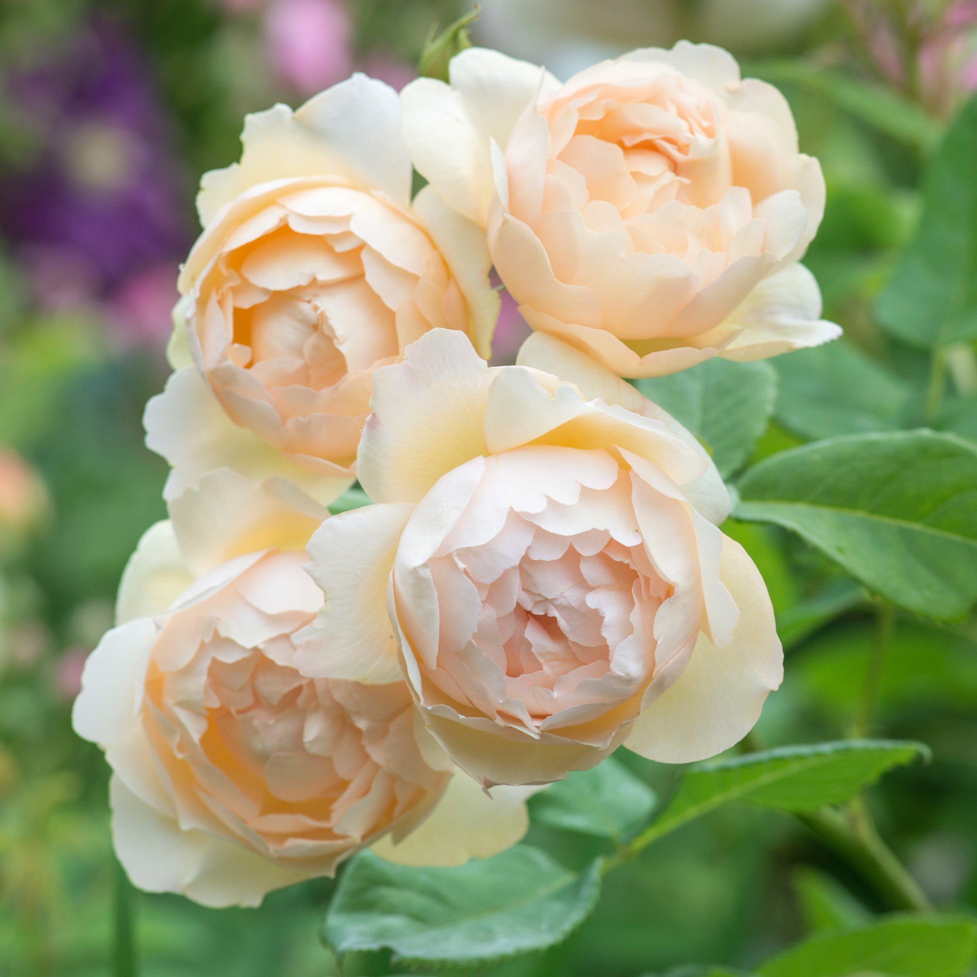 David Austin Roses Wollerton Old Hall