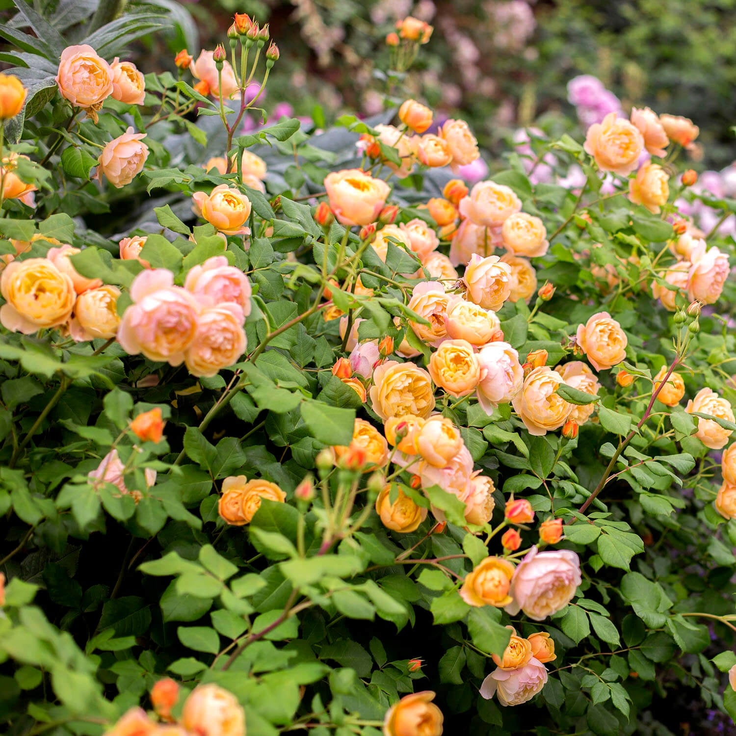 Roald Dahl Hedging Bundle - Medium Hedge