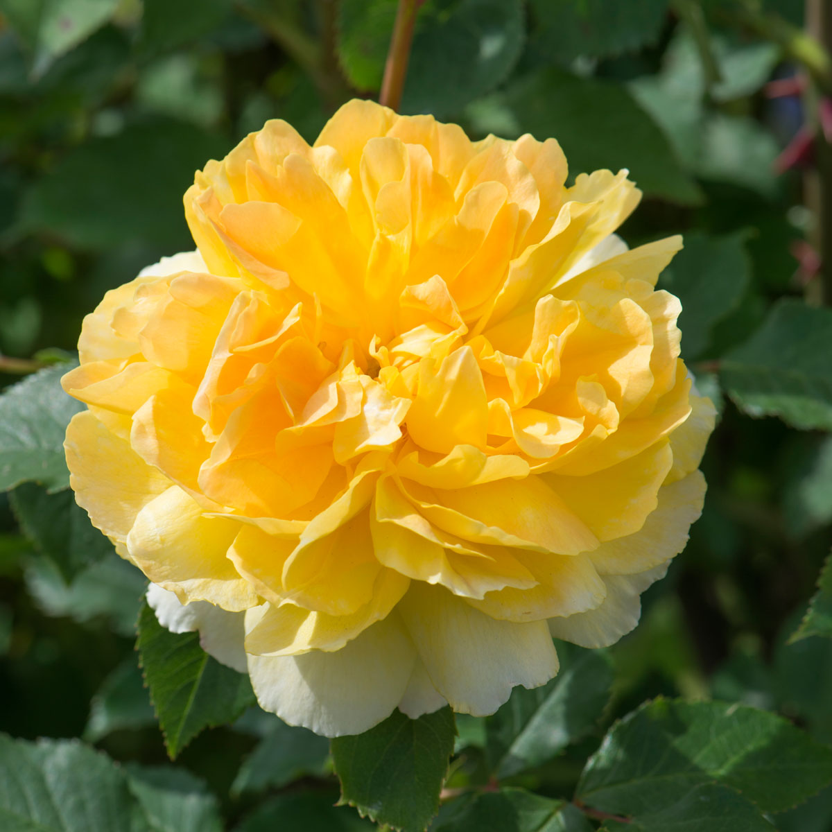 Molineux English Standard Tree Rose - Thumbnail 3