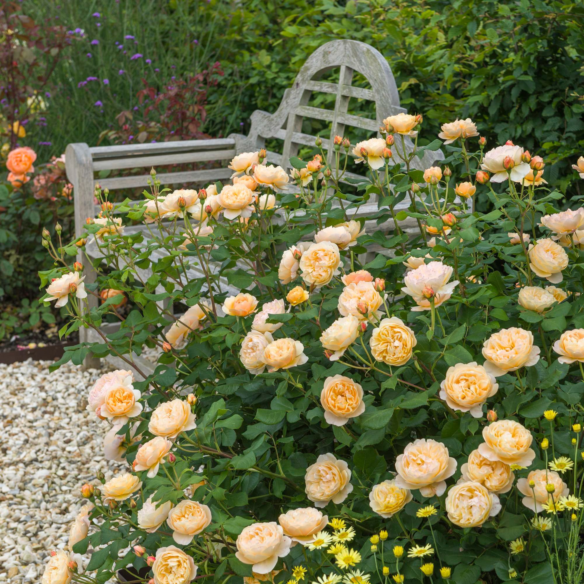 David Austin Roses Roald Dahl - Thumbnail 5