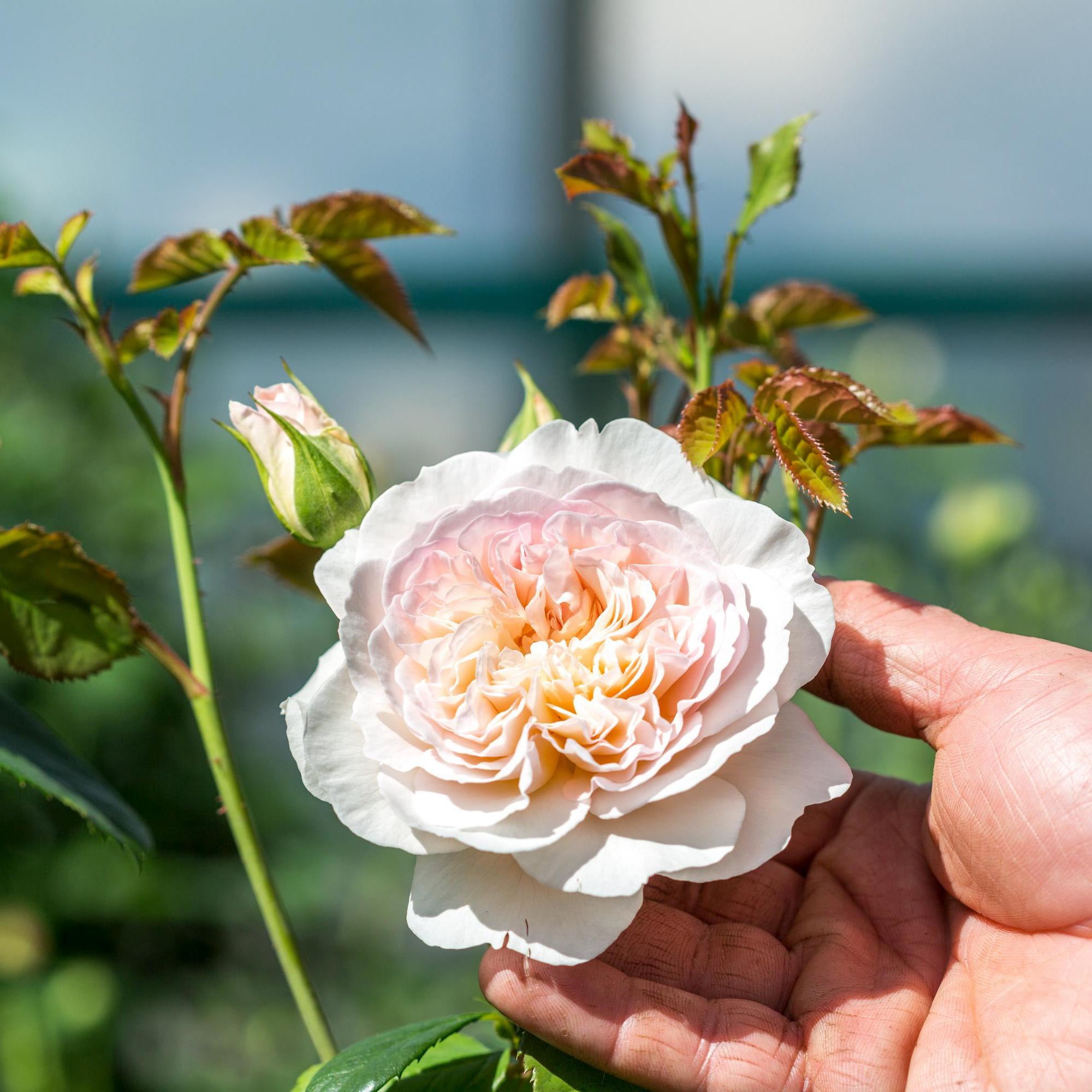 David Austin Roses Emily Brontë - Thumbnail 4
