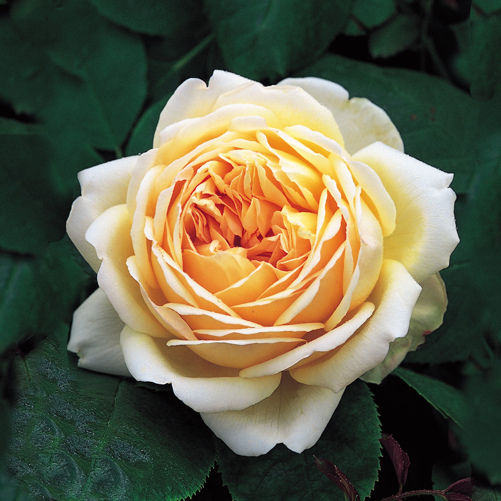 Jude the Obscure - Thumbnail 2