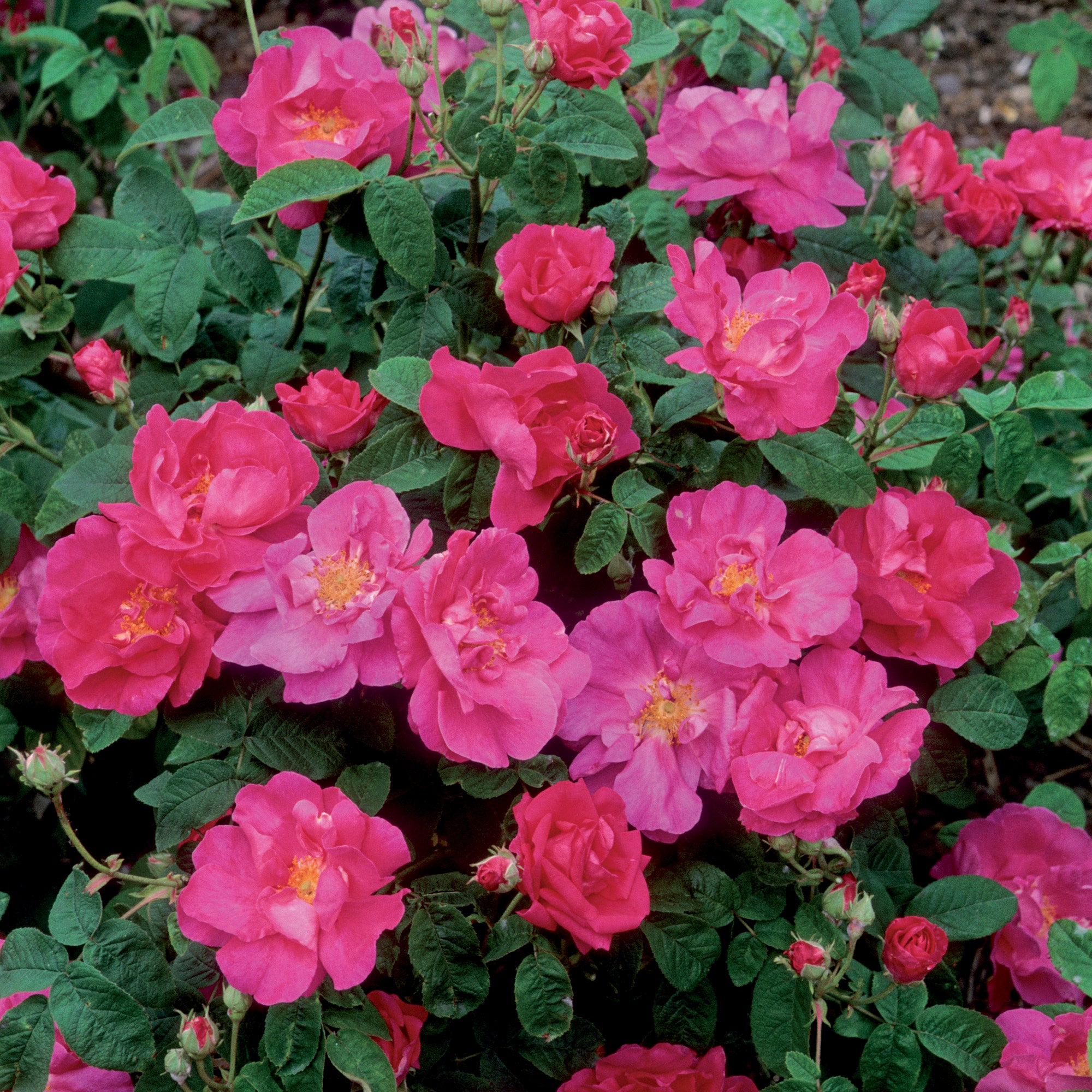 R. gallica ‘Officinalis’ - Thumbnail 3