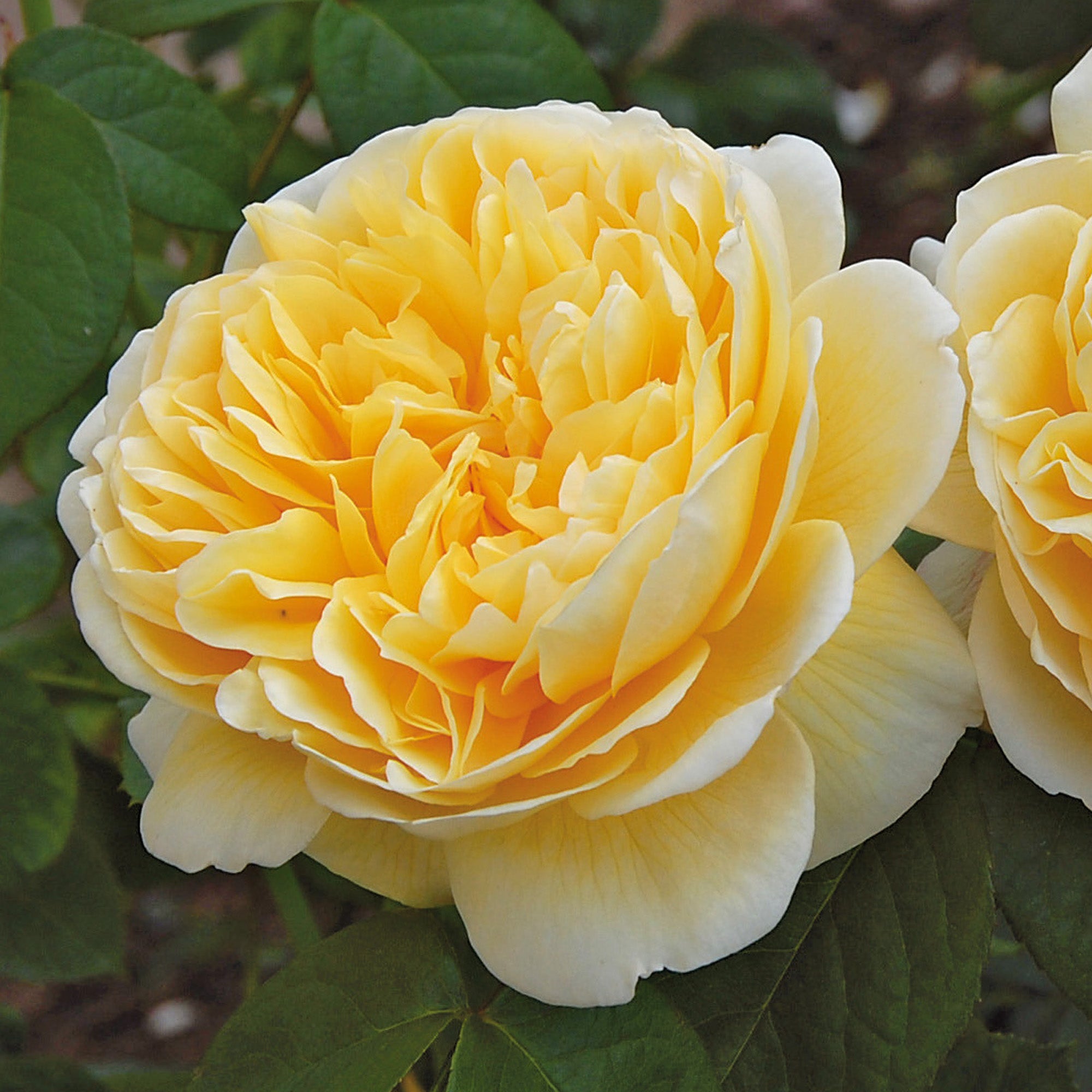 David Austin Roses Charlotte - Thumbnail 3