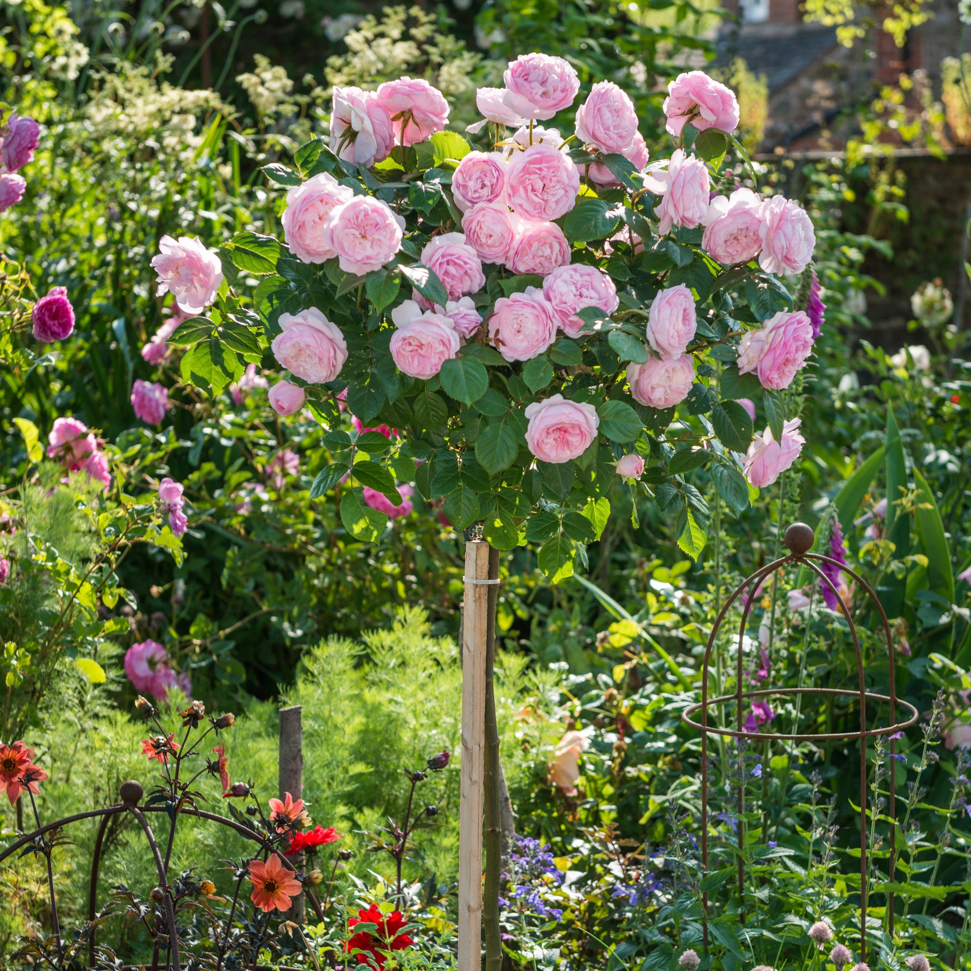 Tree Roses - David Austin Roses