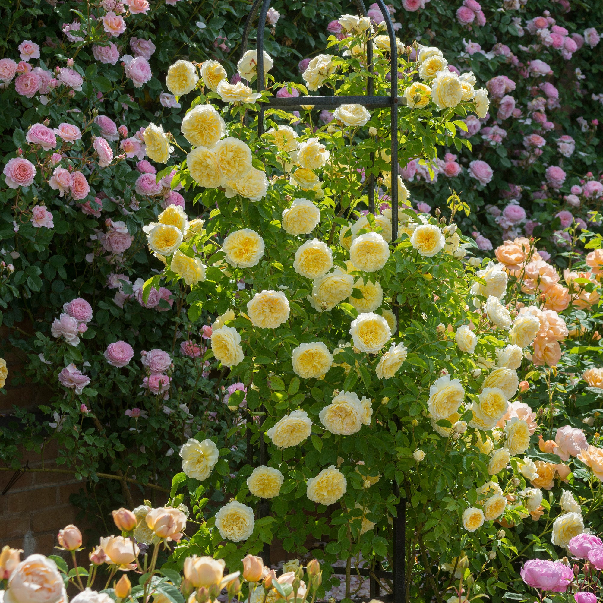 David Austin Roses The Pilgrim - Thumbnail 4
