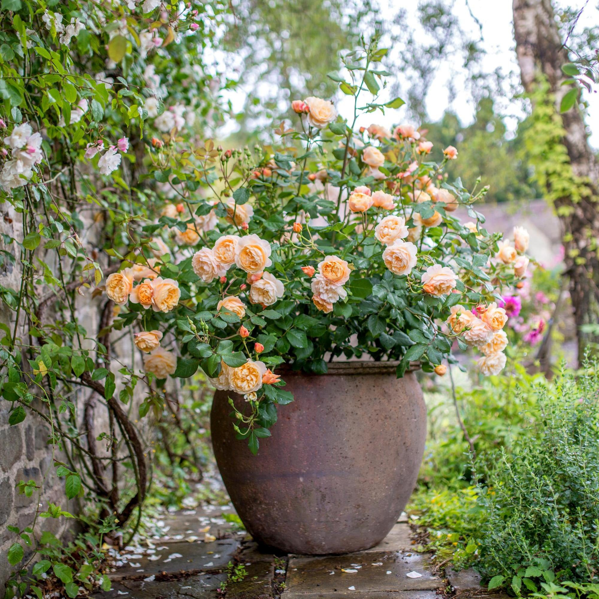 David Austin Roses Roald Dahl