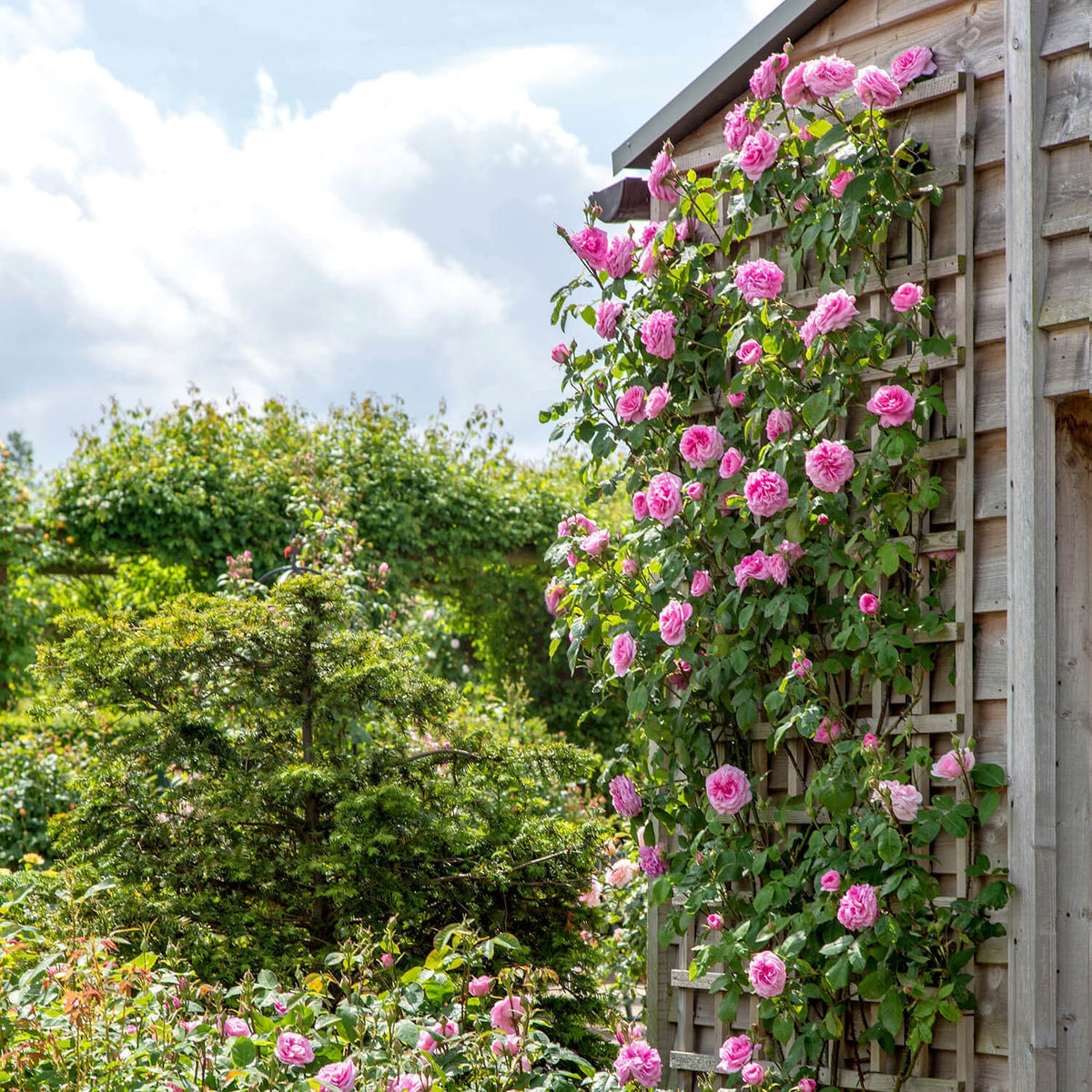 Roses Suitable for Zones 4 to 5 - David Austin Roses