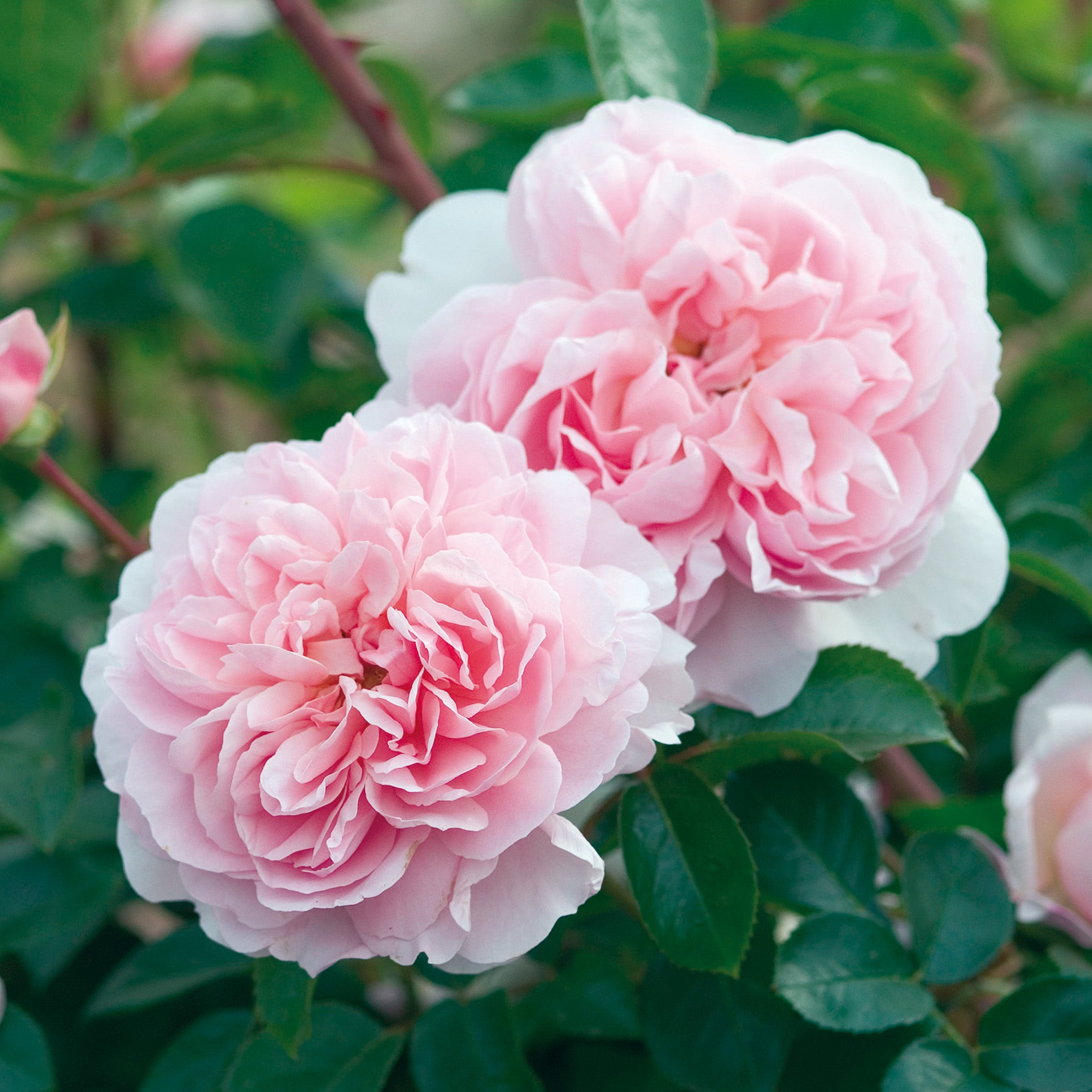 Wildeve (Ausbonny) | English Shrub Rose | David Austin Roses