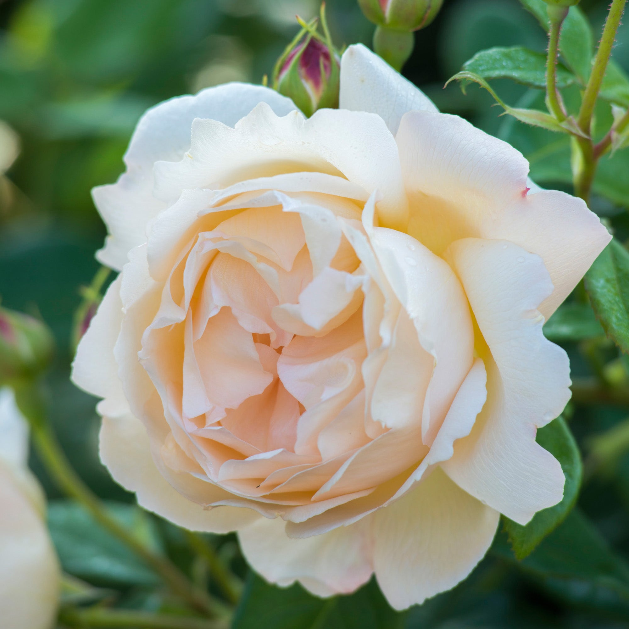 David Austin Roses Wollerton Old Hall - Thumbnail 2