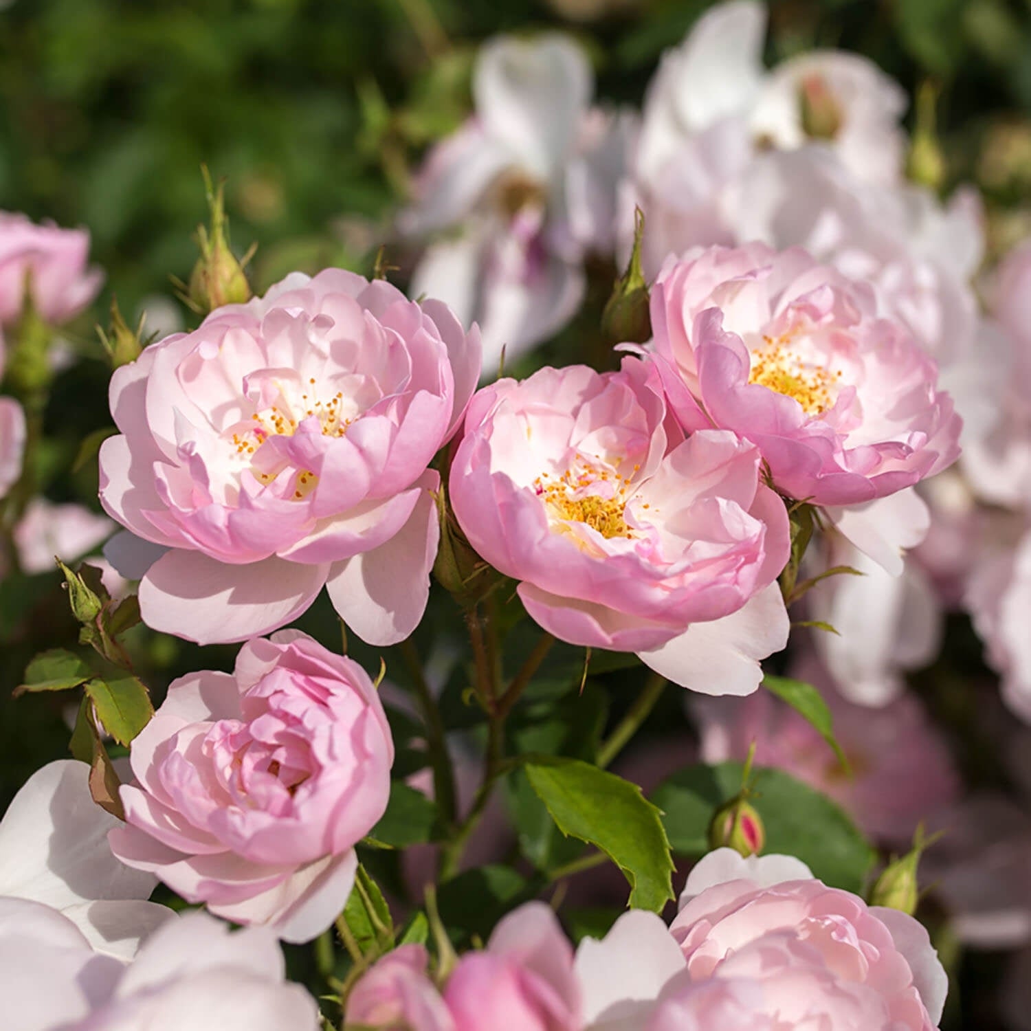 Scarborough Fair (Ausoran) | English Shrub Rose | David Austin Roses