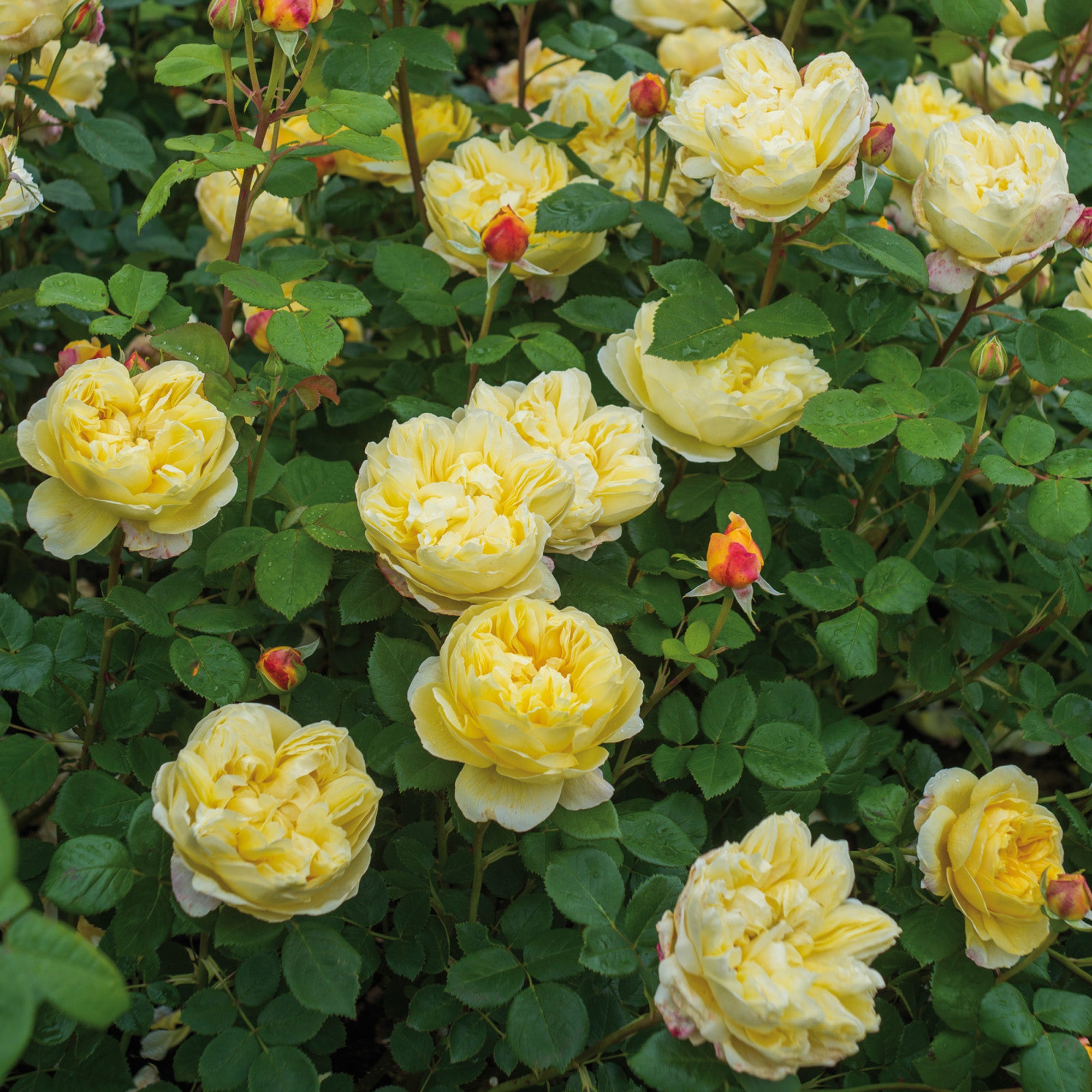 David Austin Roses Charles Darwin - Thumbnail 5