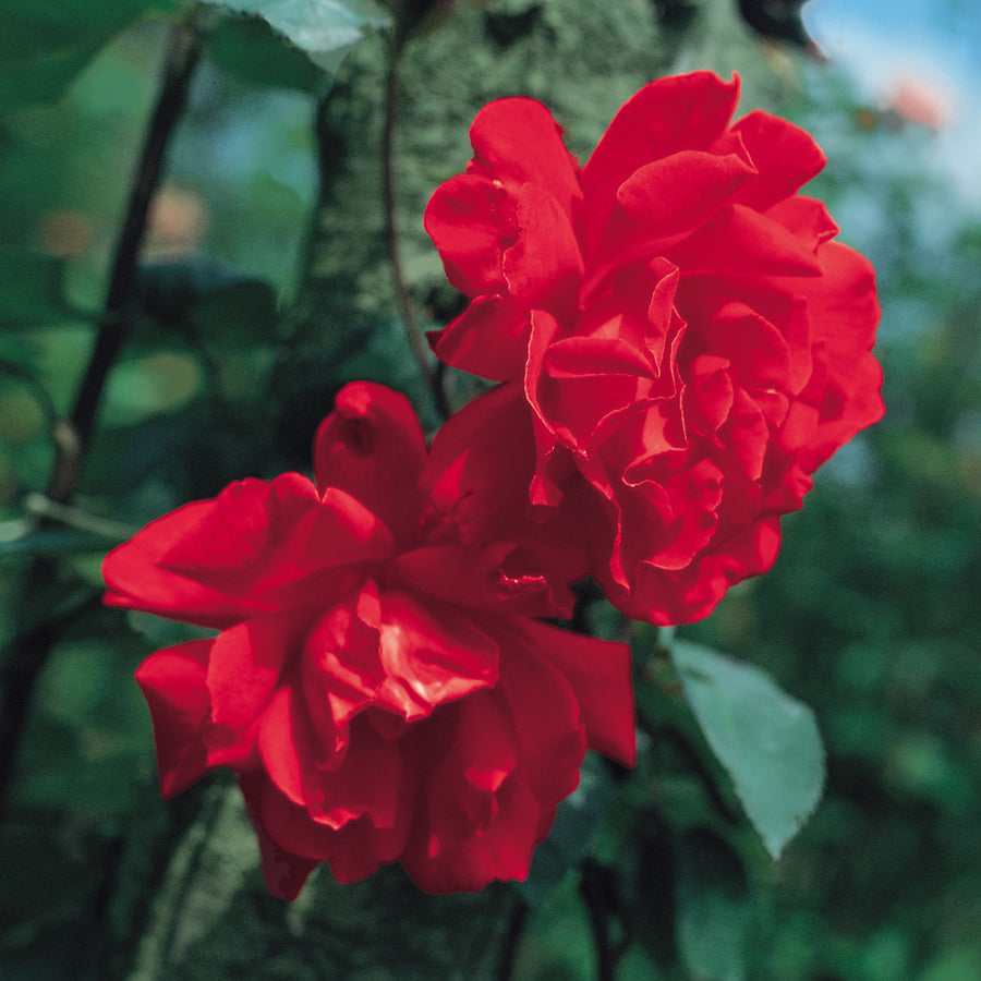 Don Juan Climbing Rose (Rosa 'Don Juan') 7 Don Juan