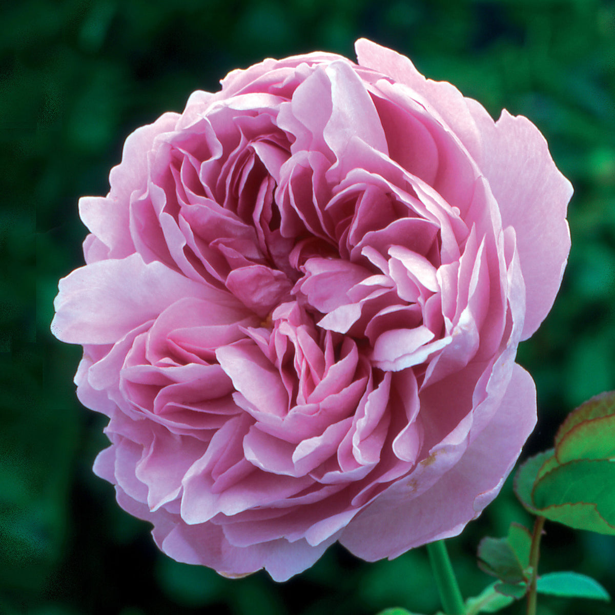 Charles Rennie Mackintosh (Ausren) | English Shrub Rose | David Austin ...