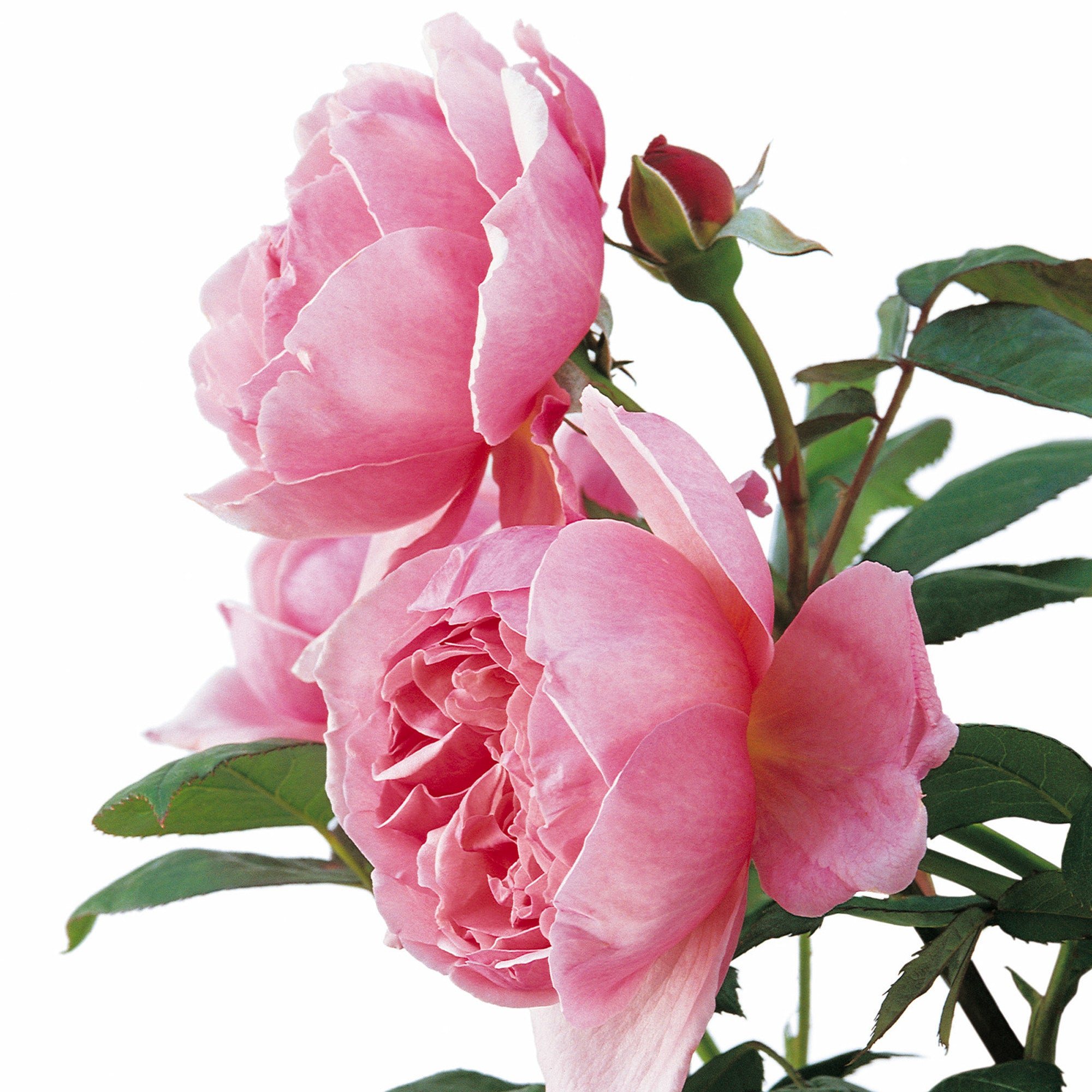 Brother Cadfael (Ausglobe) | English Shrub Rose | David Austin Roses