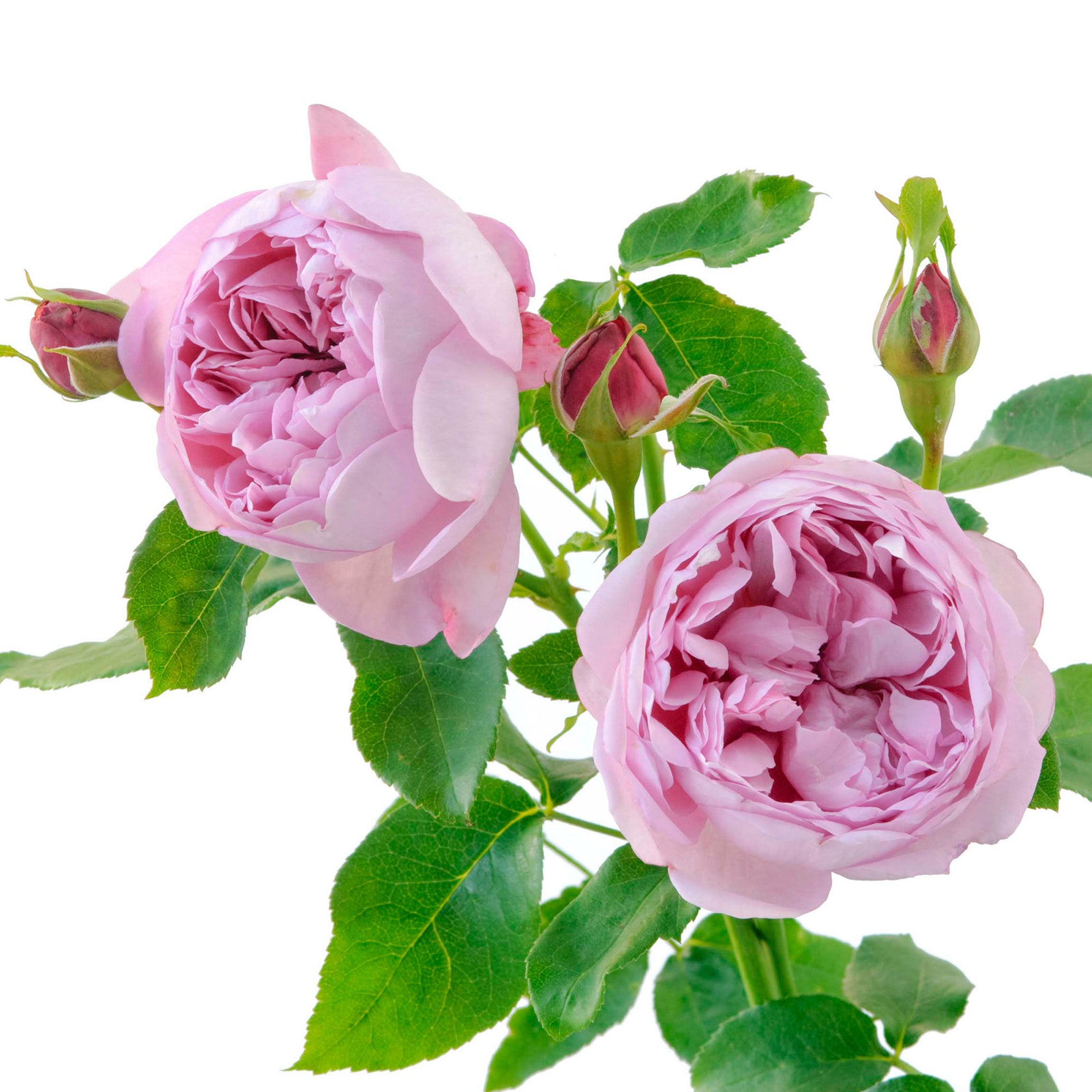 Machintosh Roses Charles Rennie Mackintosh | English Shrub Rose | David Austin Roses