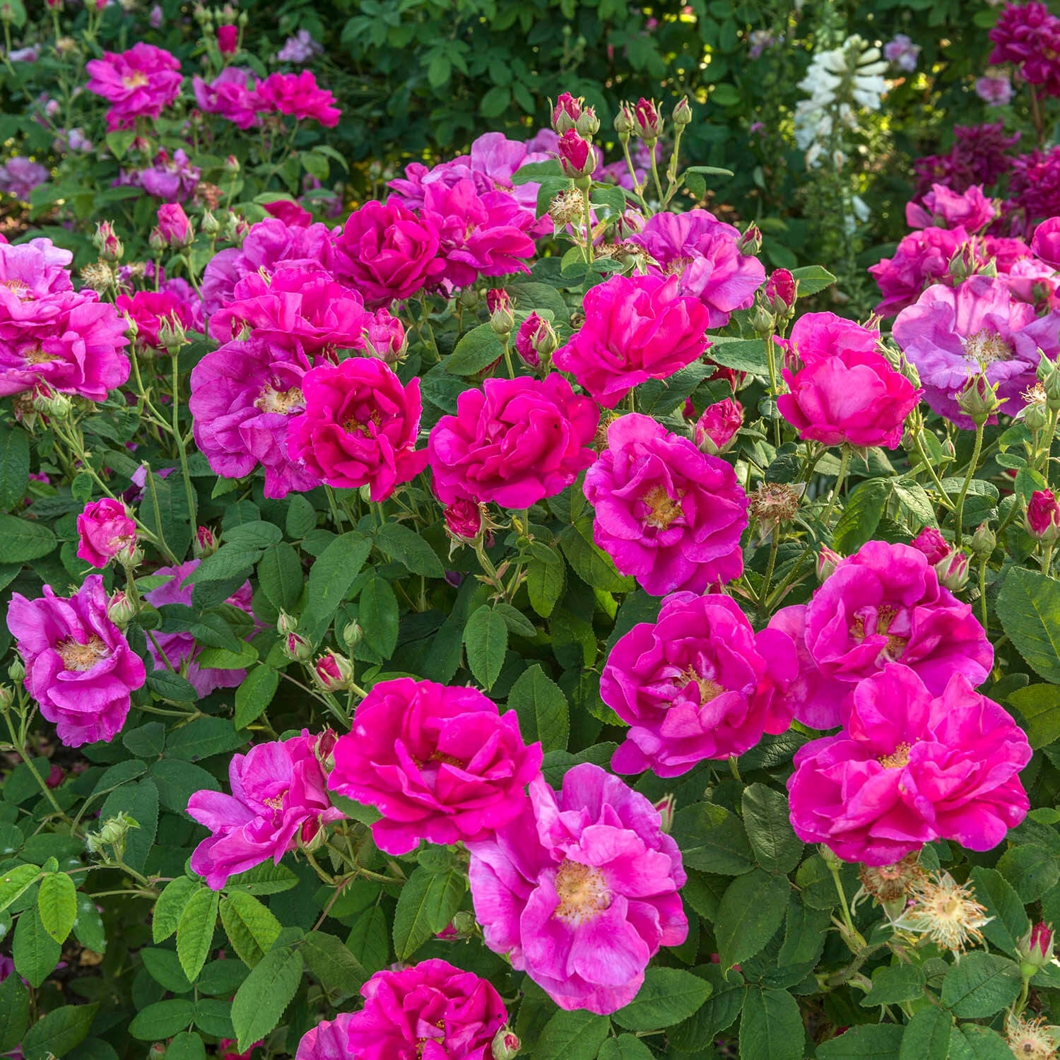 R. gallica ‘Officinalis’ | Old Rose | David Austin Roses