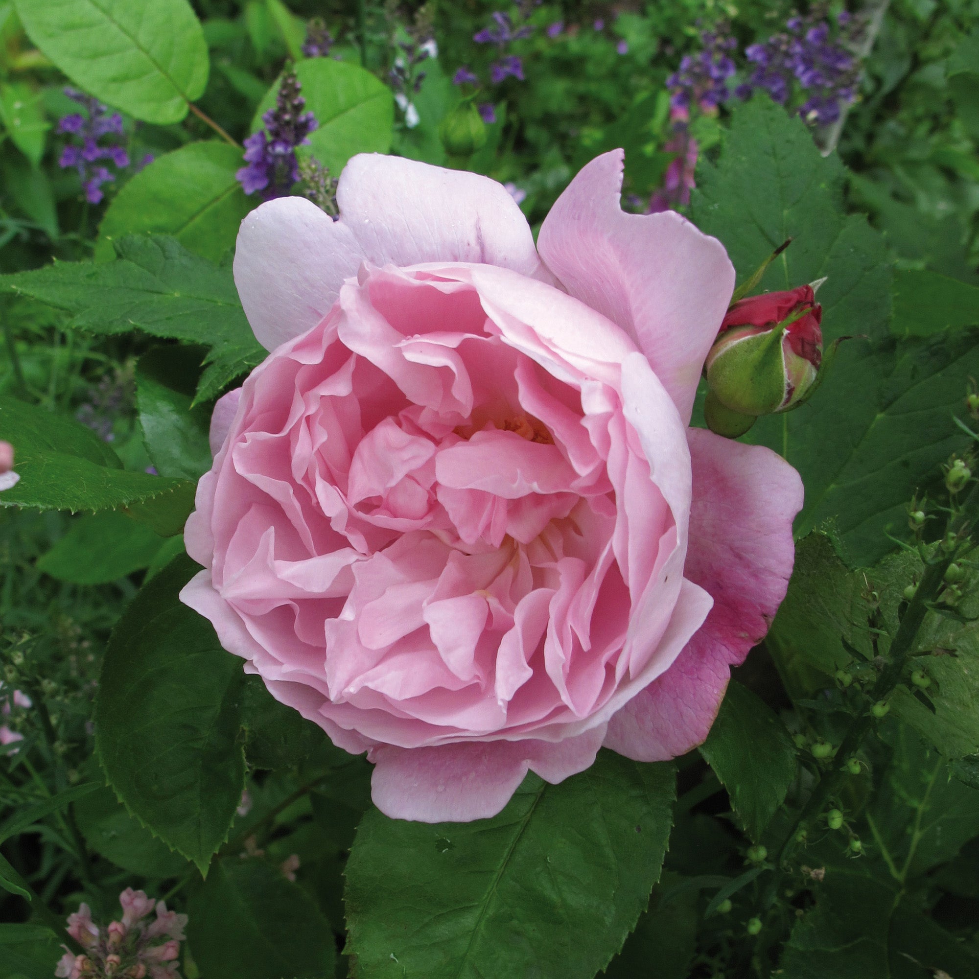 Shrub Roses Rose Austin | Rose English David | Mary