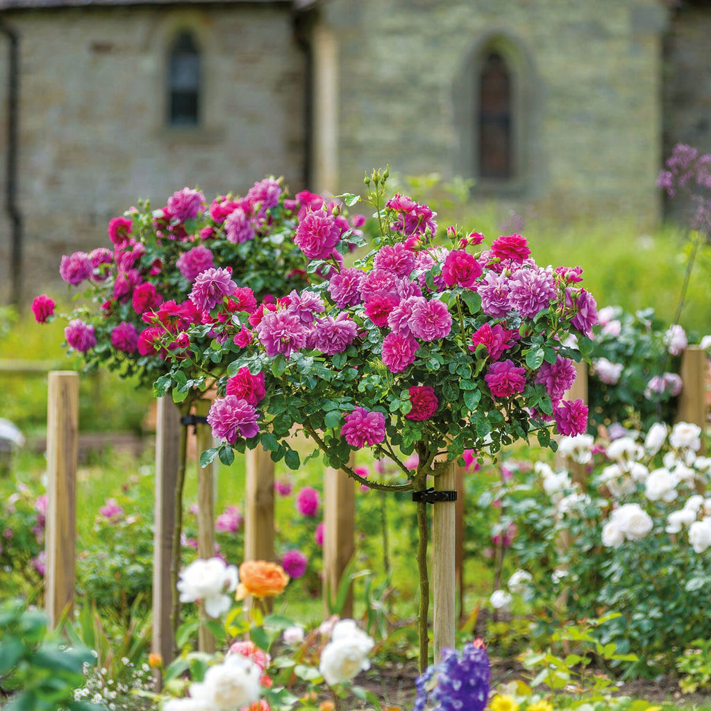 Trees That Complement Roses Tree Roses - David Austin Roses