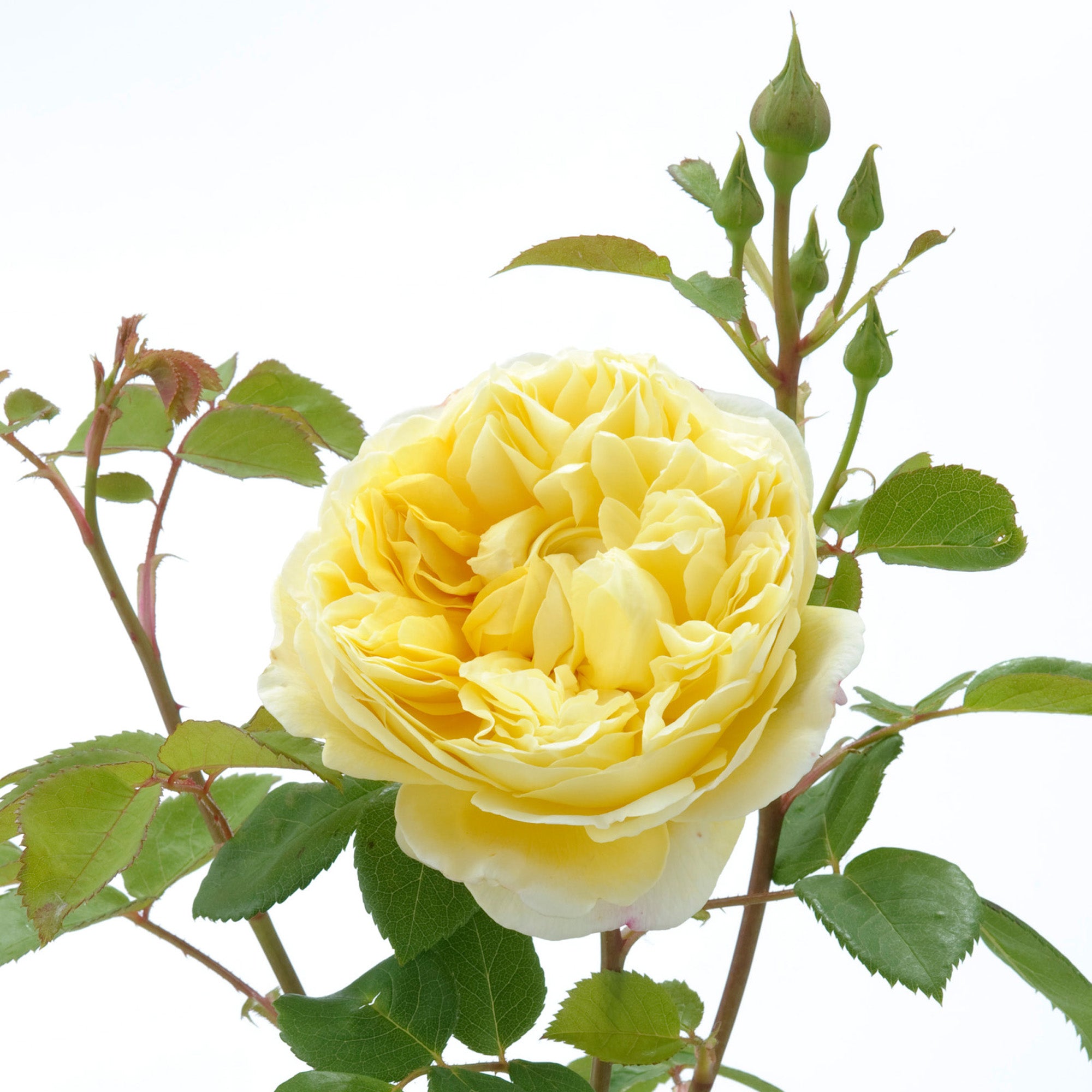 David Austin Roses Charles Darwin