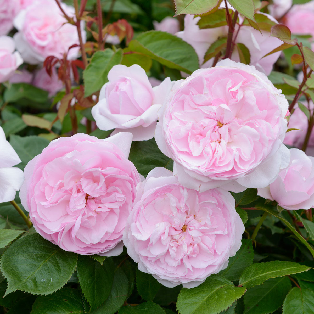 Olivia Rose Austin Tree Rose - Thumbnail 2