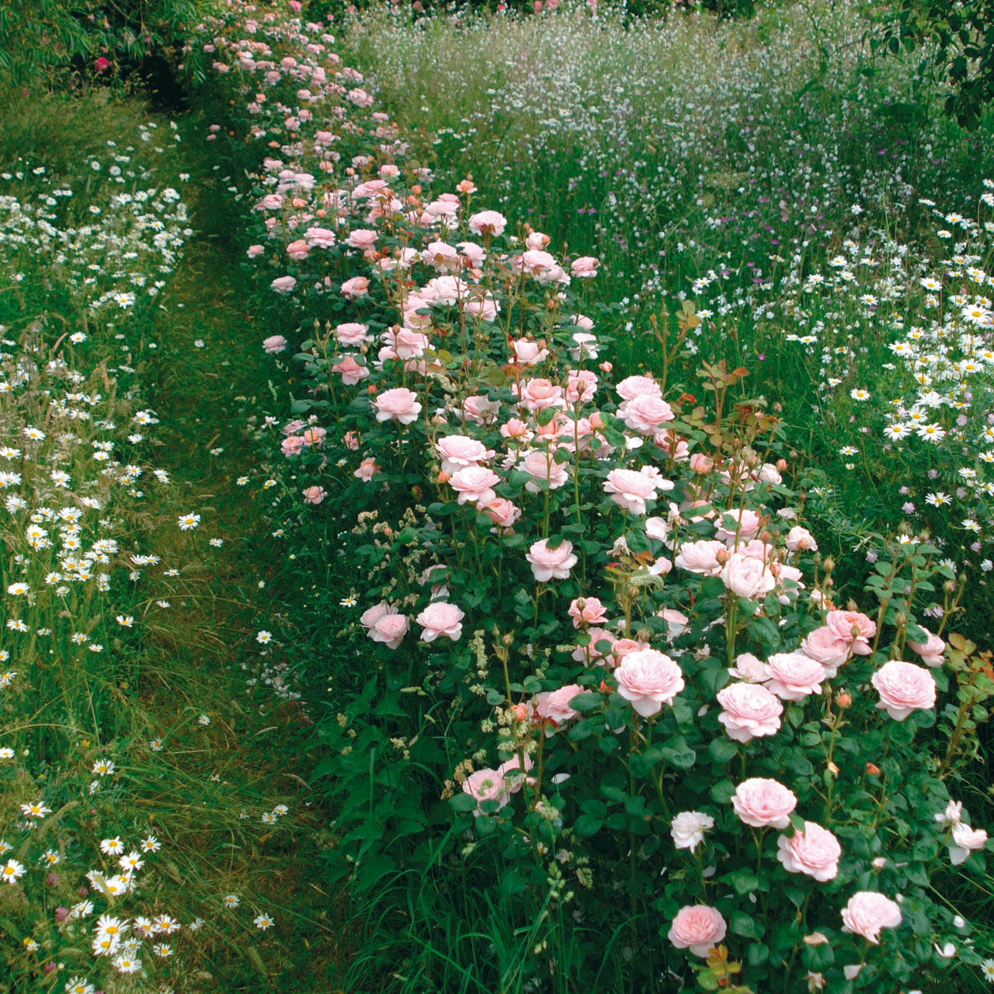 Queen of Sweden Hedging - Tall Hedge