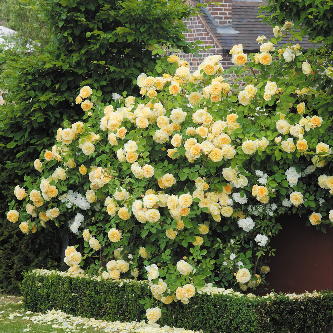 Dobbies Roses Climbing Roses - David Austin Roses