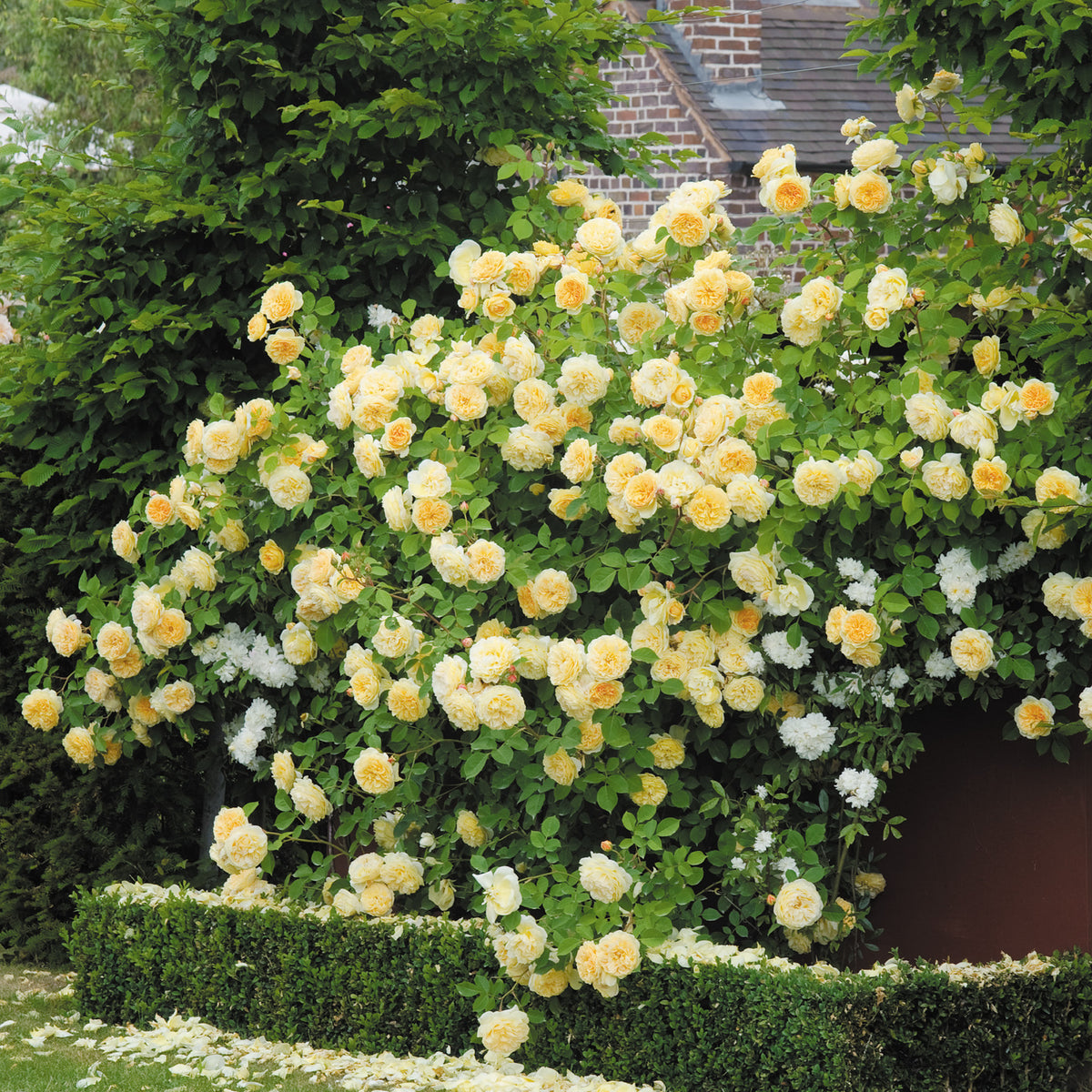 Most Fragrant Climbing Roses David Austin Roses most-fragrant-climbing-roses-david-austin-roses