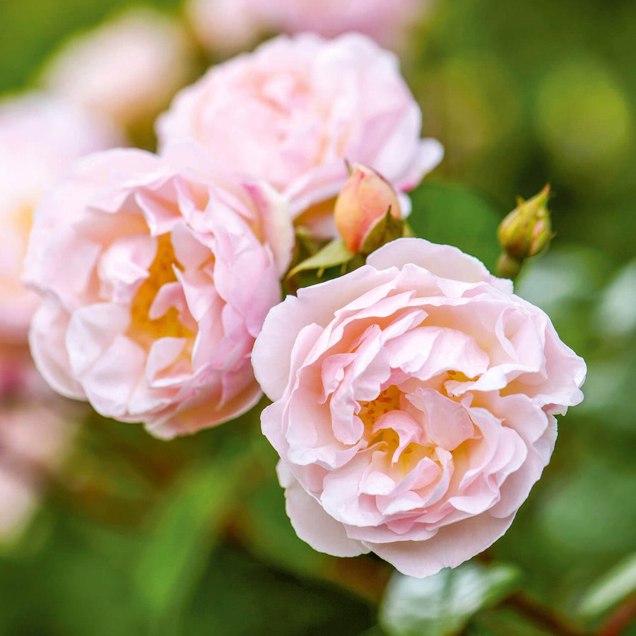 Tea Roses Rambling Single Rambling Roses - David Austin Roses