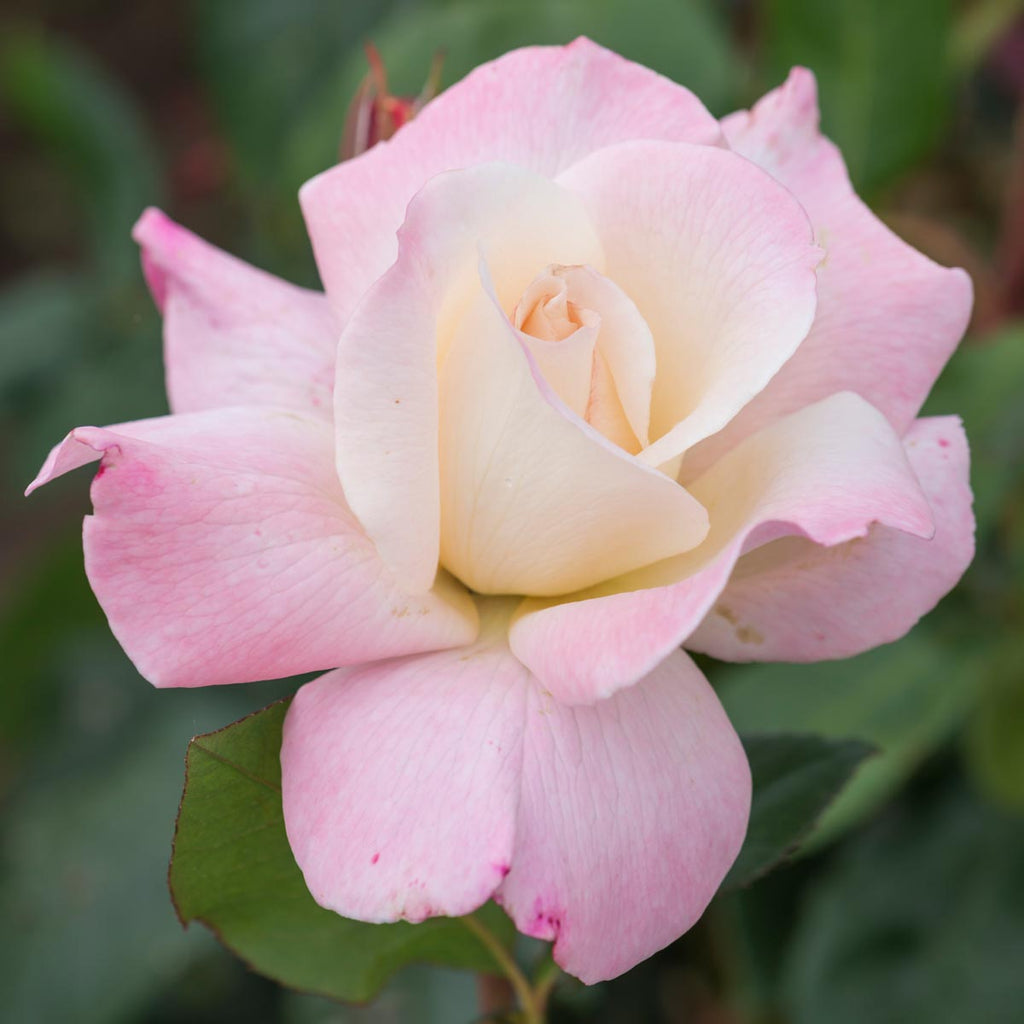 Hybrid Tea Roses - David Austin Roses