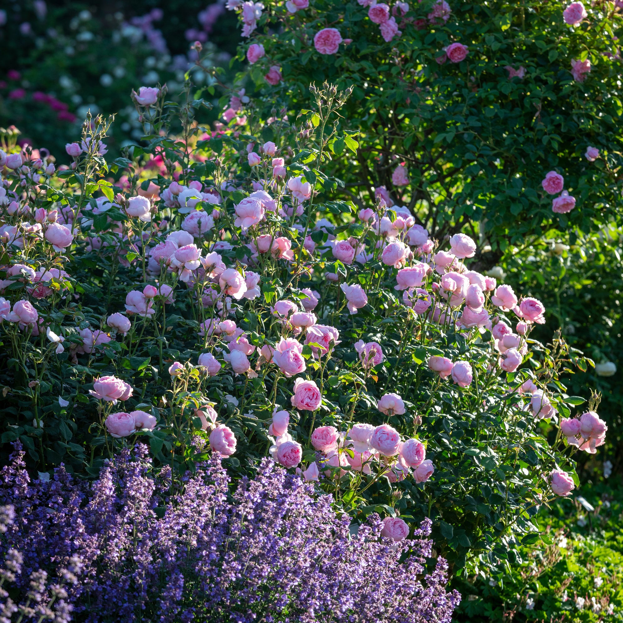 David Austin Roses Scepter'd Isle - Thumbnail 3
